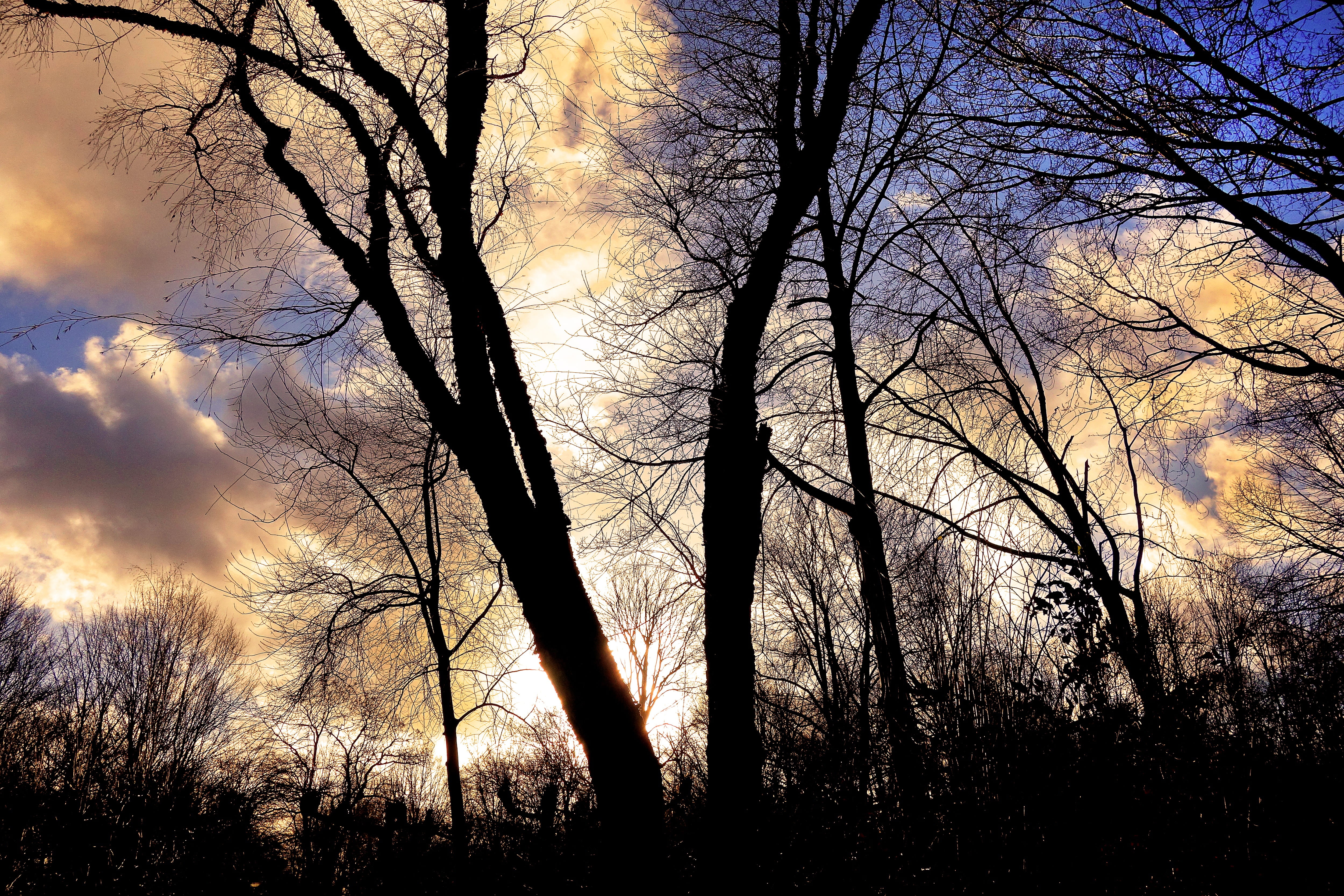 forest, sky, clouds, nature, leafless, tranquility, silhouette, apocalyptic, contour, bare tree, dramatic skies, skeletal tree, sunset, low angle view, HD Wallpaper