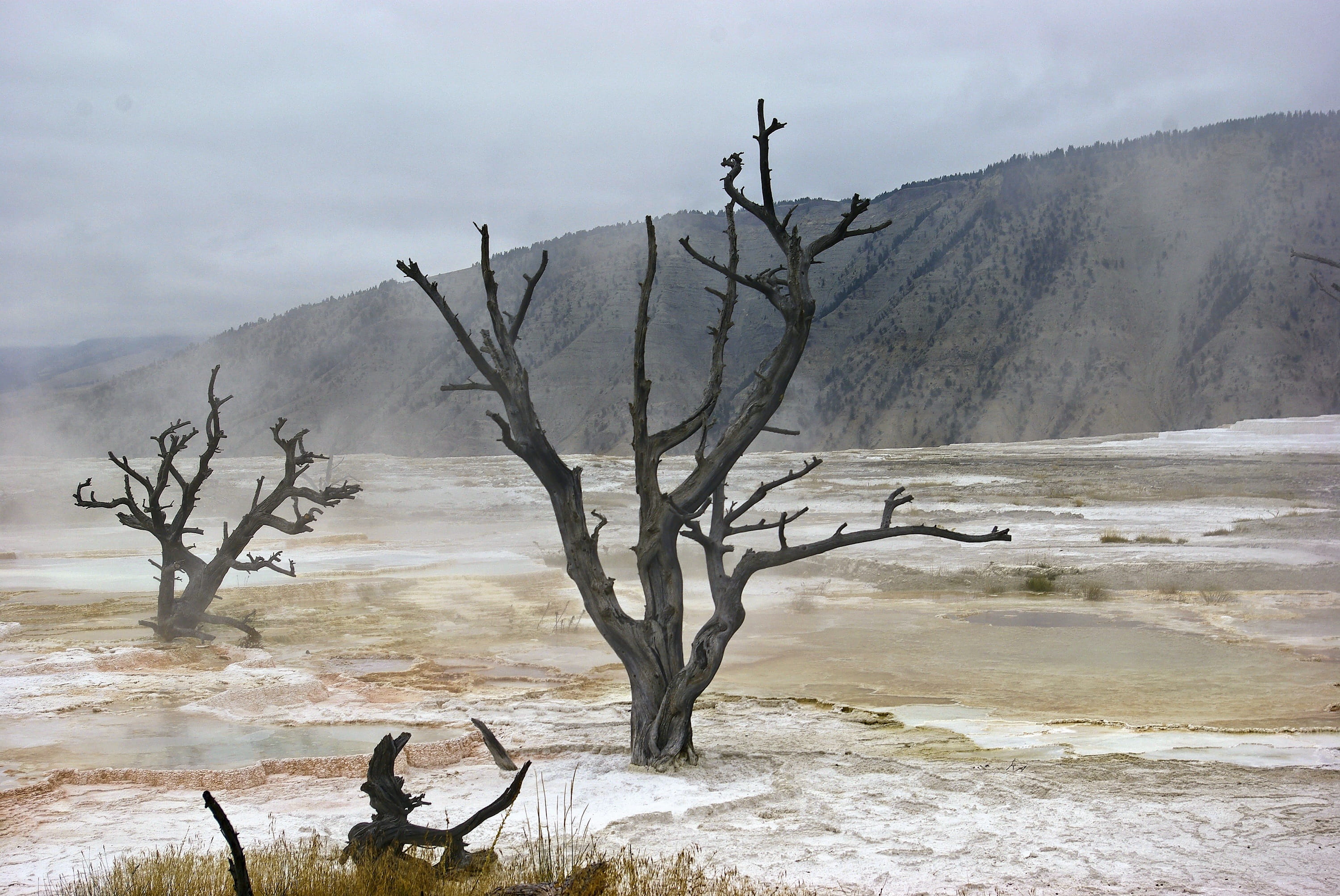 geology, sky, canary spring skeletal trees, smoke - physical structure, beauty in nature, travertine, calcium, tree, aqua, dead plant, mammoth, national, HD Wallpaper