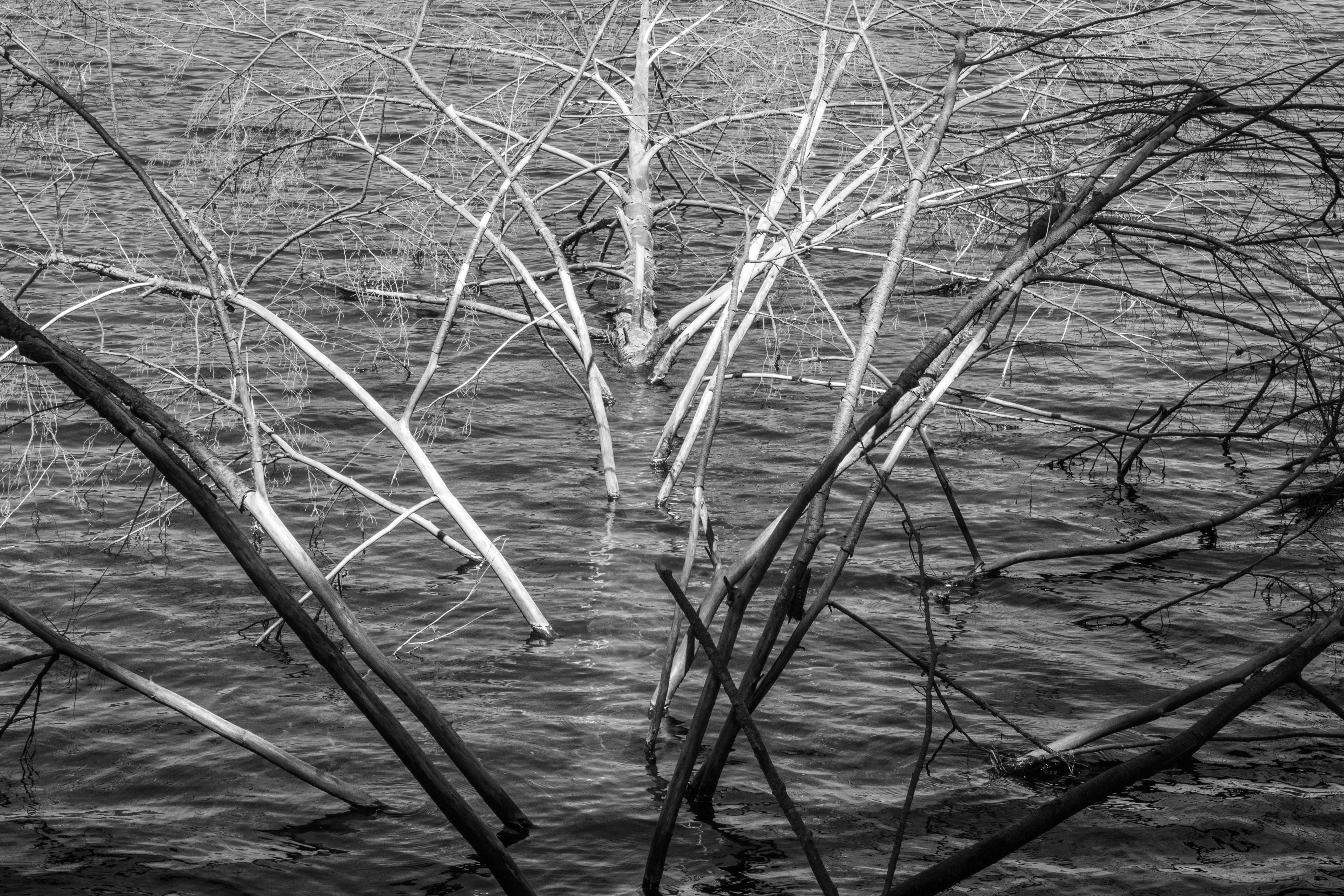 non-urban scene, tranquil scene, growth, high angle view, grass, water, spine, 4K, tranquility, woodland, nervous system, gatineau hills, lawn, land, skeletal, HD Wallpaper