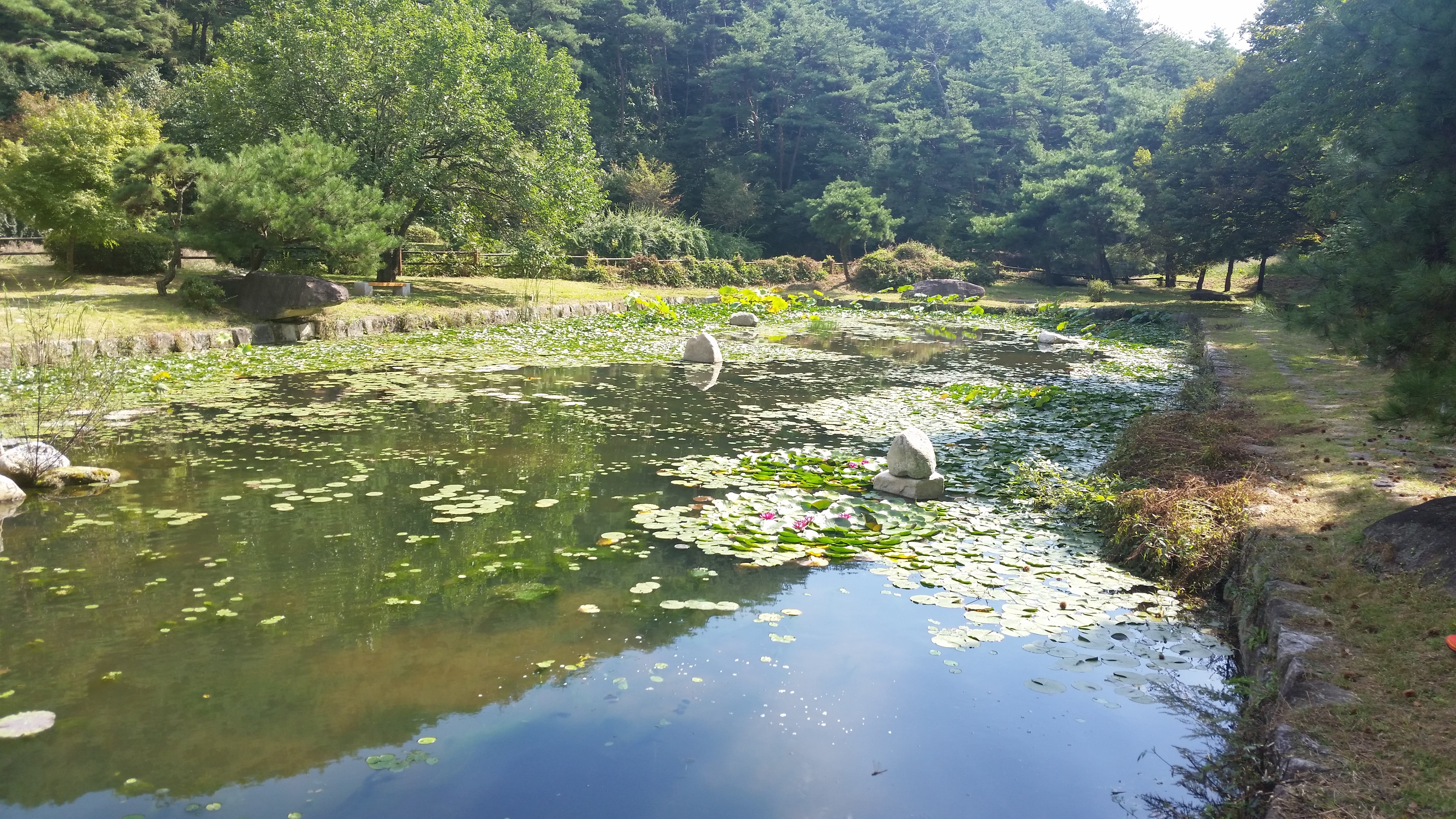 lake, plant, beauty in nature, minority vow, 5K, day, tree, green color, tranquil scene, no people, outdoors, permanent residence, water, landscape, tranquility, HD Wallpaper