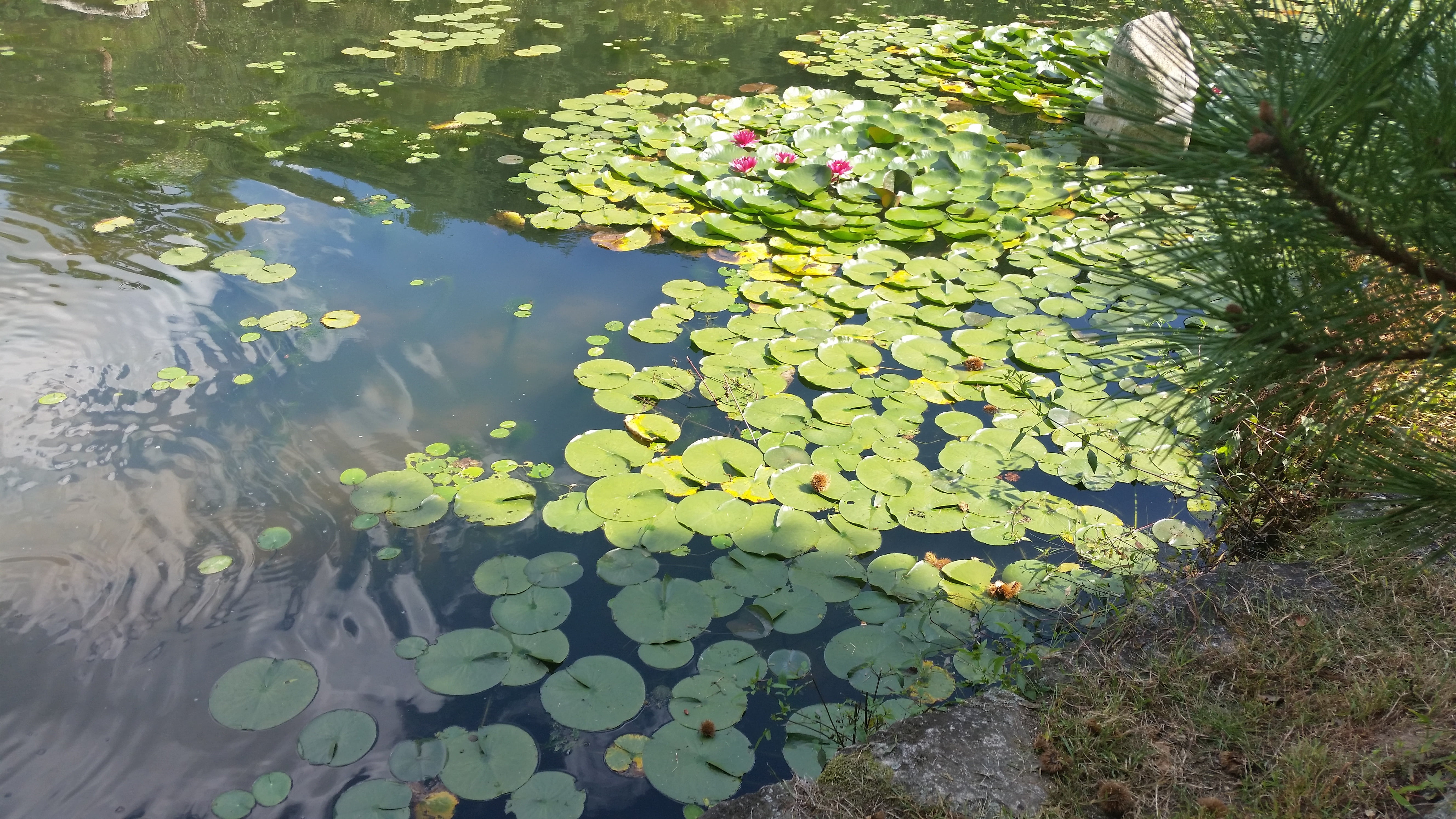 park, landscape, leaves, beauty in nature, spring, plant, floating on water, minority vow, outdoors, floating, nature, summer, pond, tranquility, flowers, HD Wallpaper