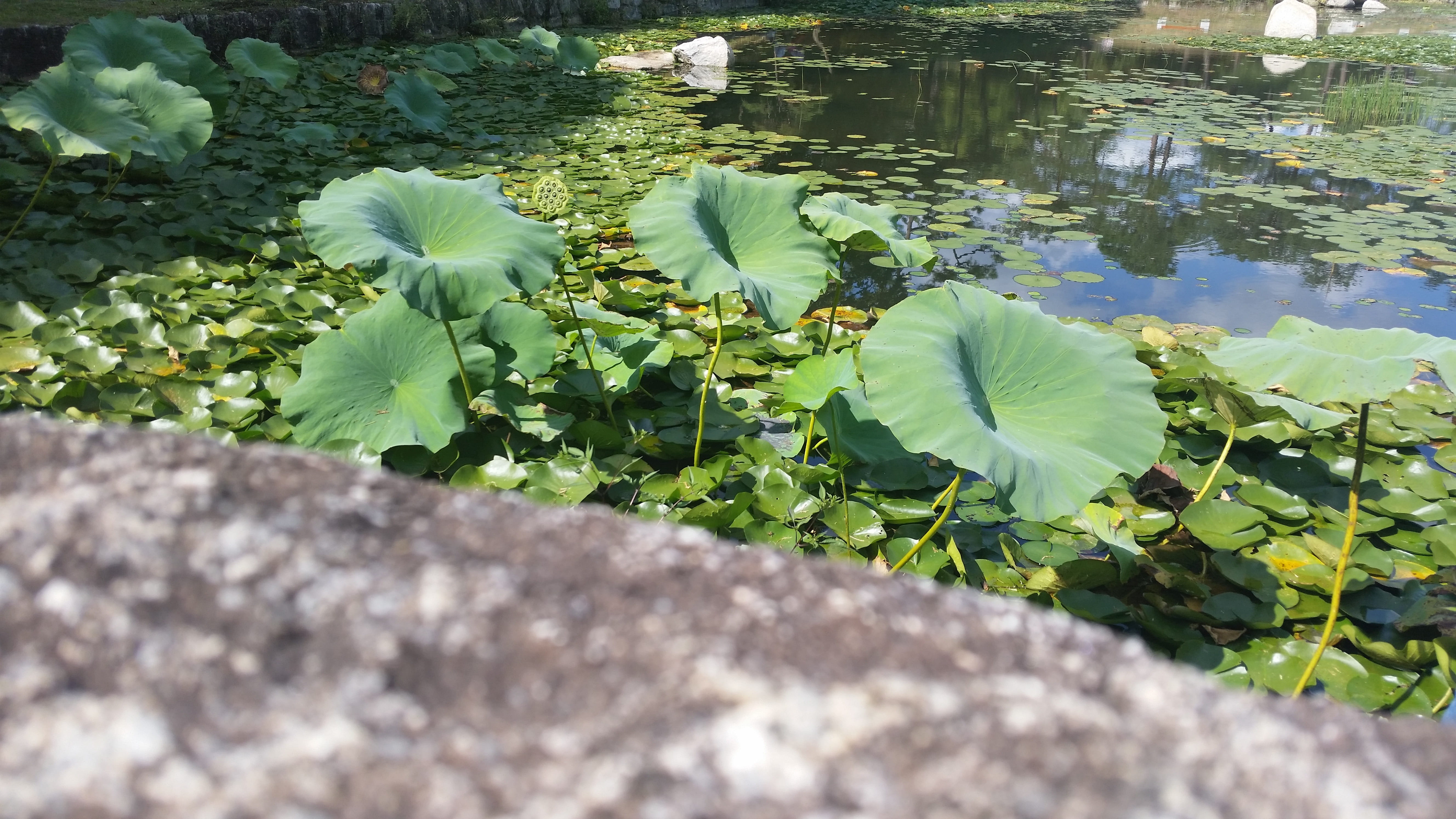 landscape, plant part, pond, plant, spring, green, day, flowering plant, Korea, Minority, flower, lily, water, nature, minority vow, leaves, floating on water, HD Wallpaper
