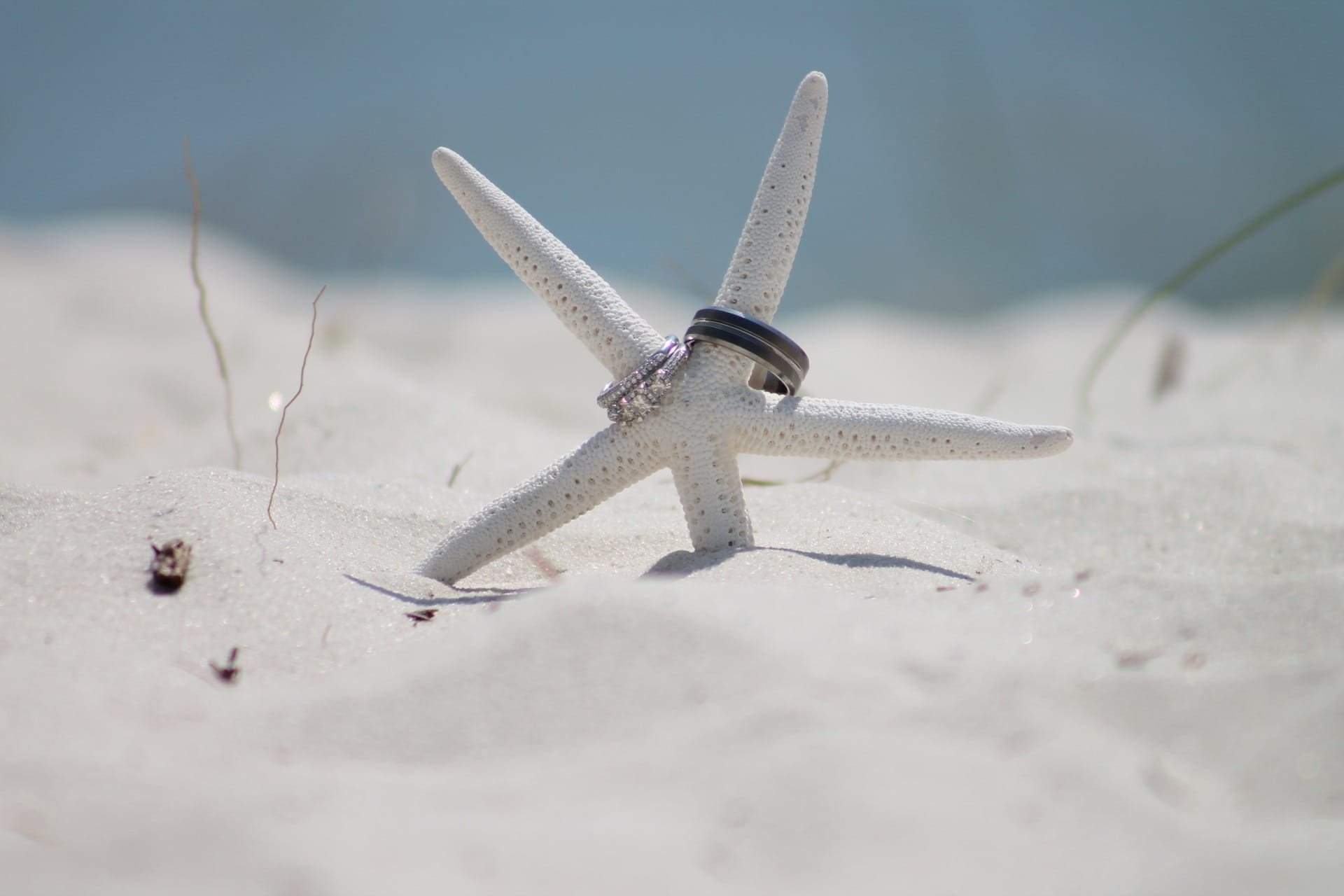 animals in the wild, wedding rings, animal wildlife, marriage, symbol, air vehicle, animal themes, land, sand, 1080P, ocean, one animal, vows, transportation, HD Wallpaper