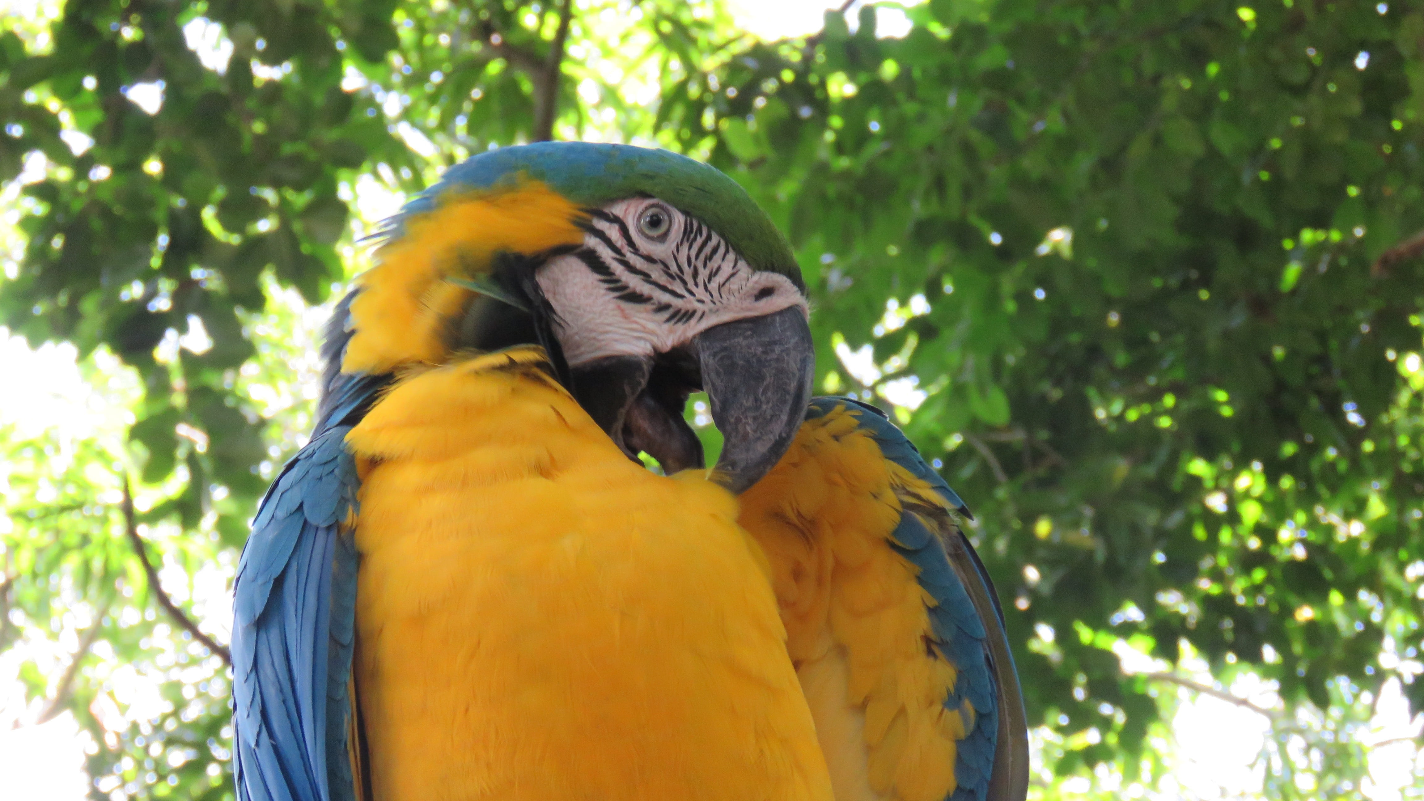 tropical, ave, tree, nature, parrot, one animal, 4K, wing, colorful, macaw, close-up, yellow, animals, day, gold and blue macaw, focus on foreground, plant, HD Wallpaper