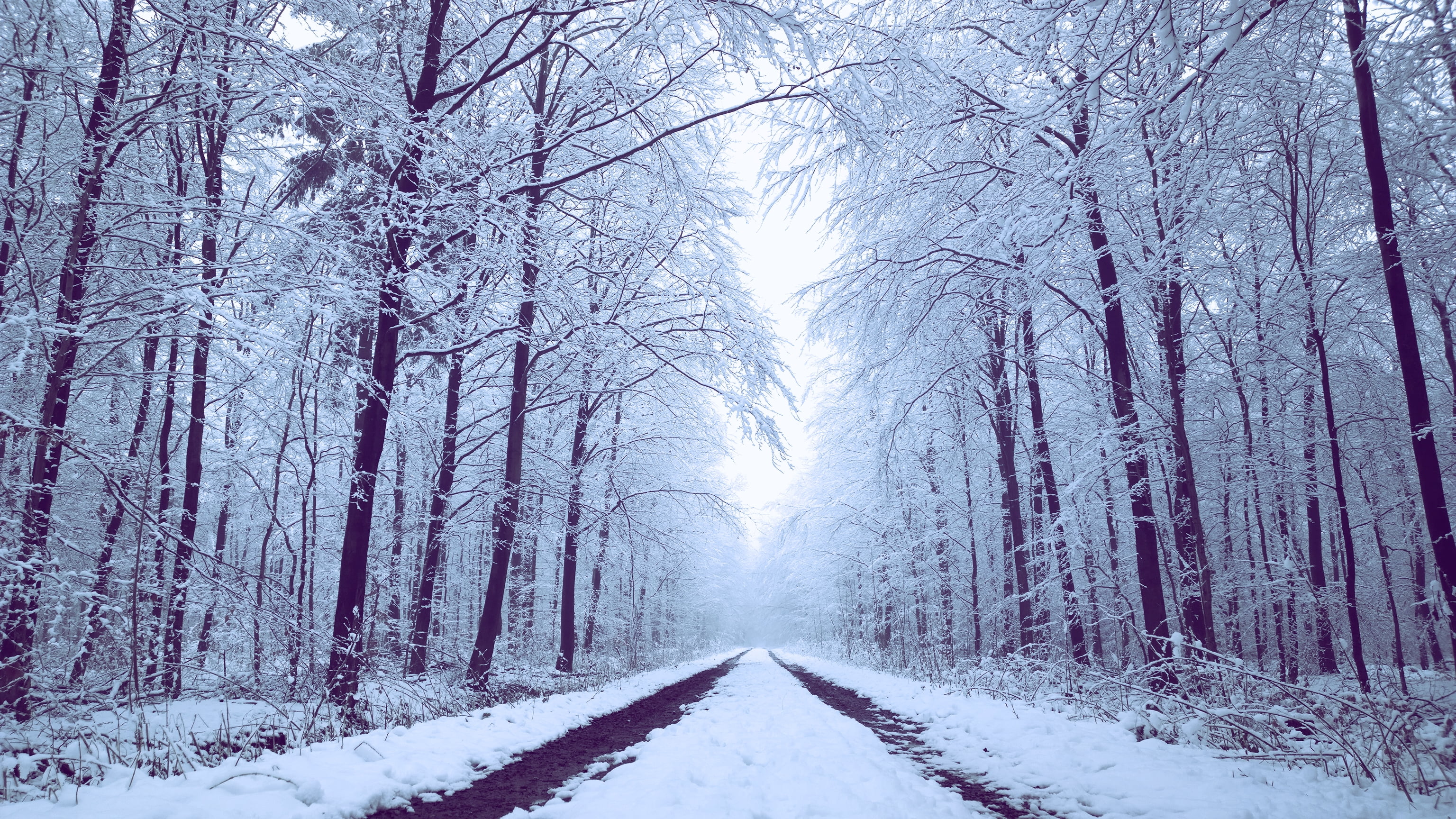 nature, Pureview, frost, WP, outdoors, Schleswig-Holstein, 2K, Pro, Wald, in between, cold - Temperature, road, tree, Microsoft, weather, landscape, woodland, HD Wallpaper