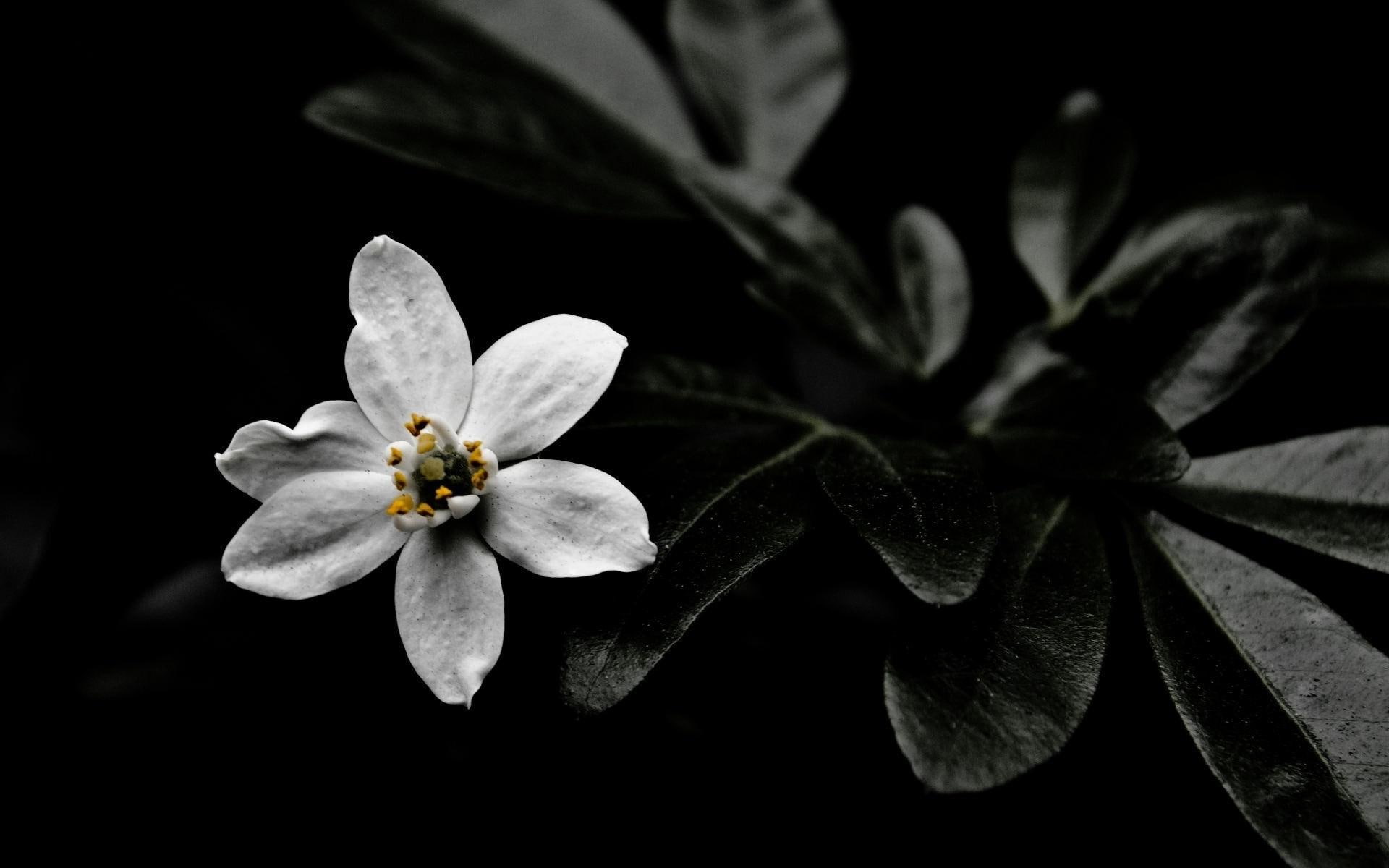 1920x1200, flowers, star-of-bethlehem, 1080P, star, flower, petal, bethlehem, white, HD Wallpaper