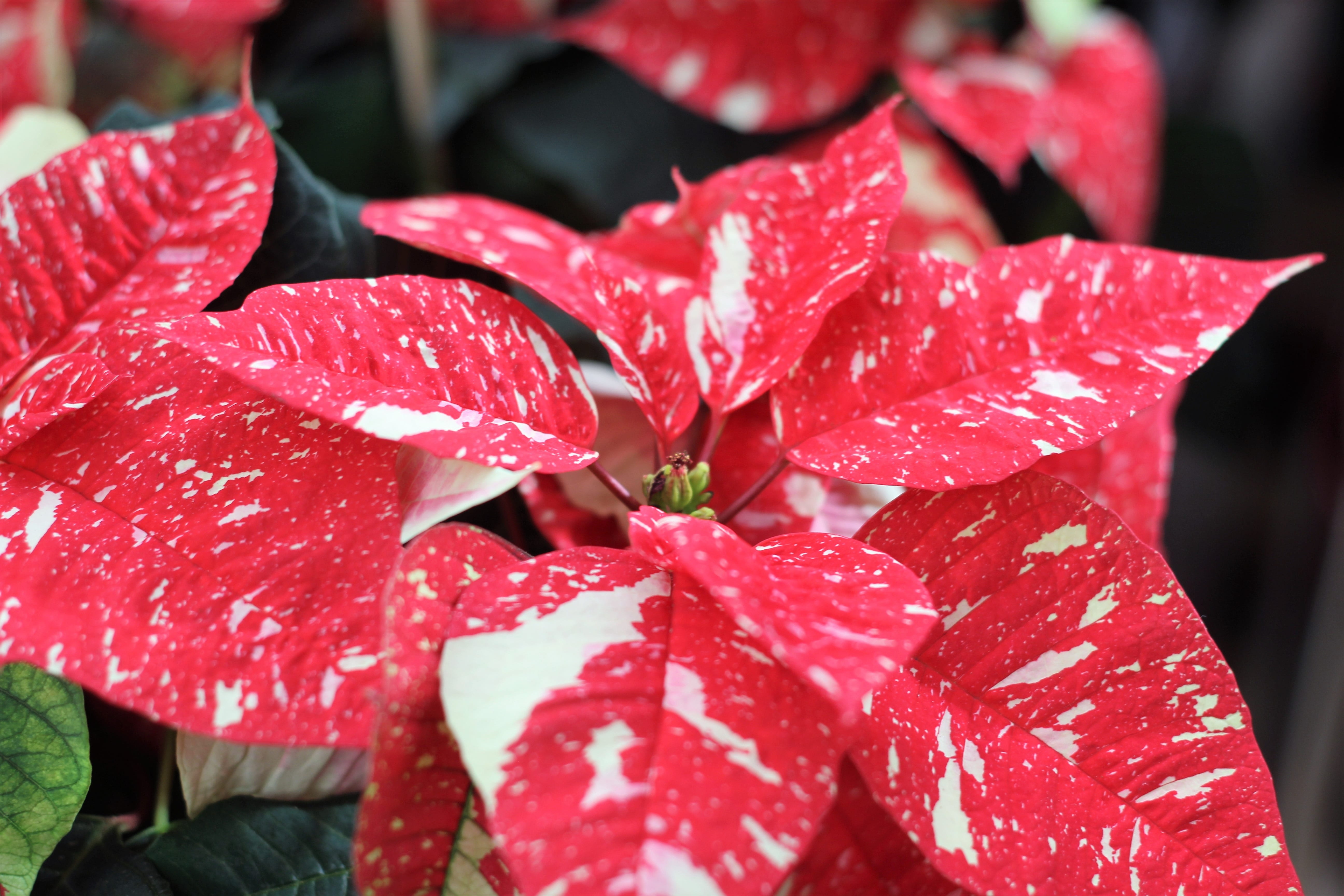 fragility, outdoors, focus on foreground, holiday season, rain, flower, christmas time, growth, red flower, noel, petal, purity, december, dew, inflorescence, HD Wallpaper