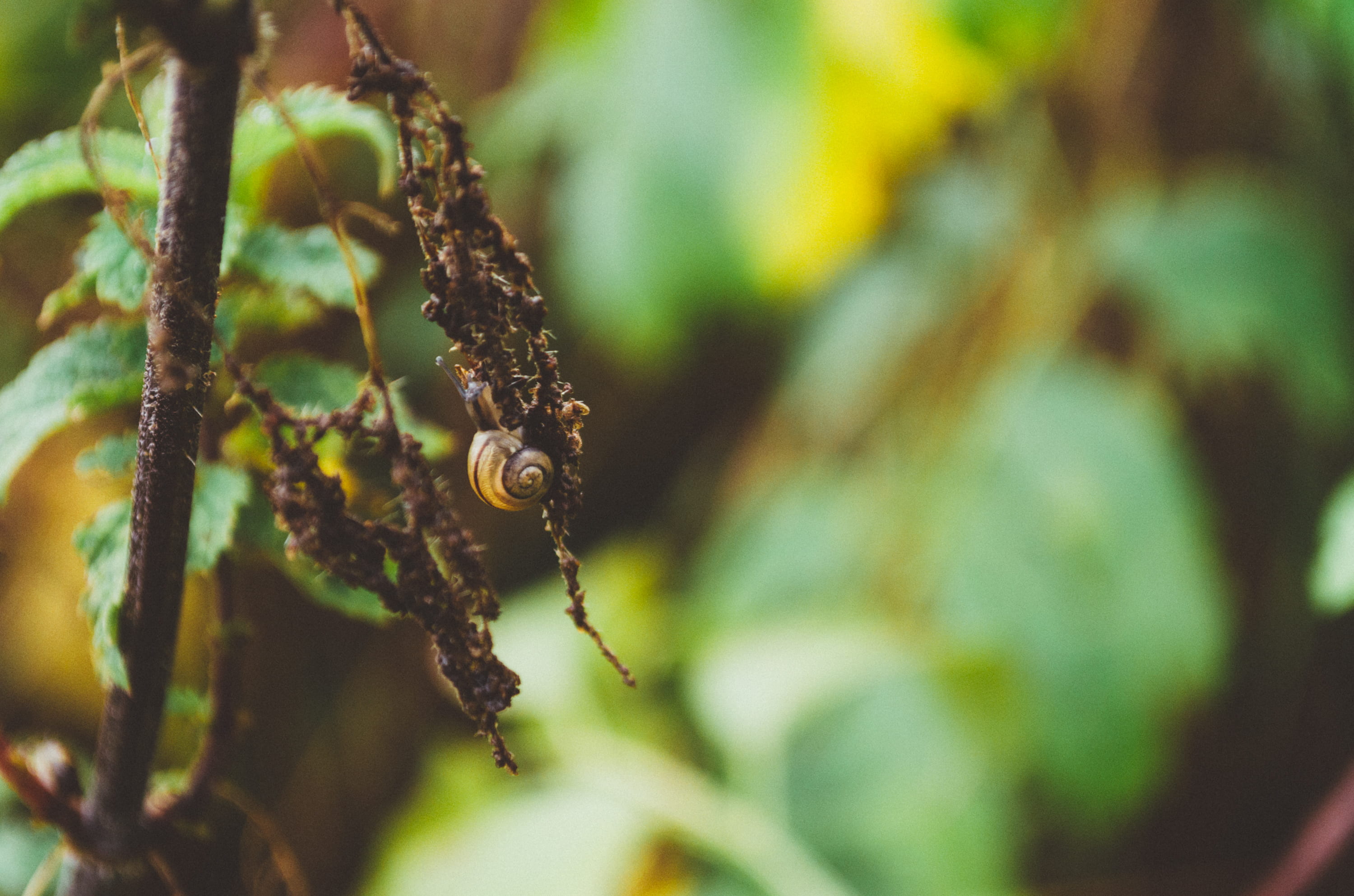 golden ratio, no people, growth, animal themes, animal, one animal, day, snail, twig, food and drink, animals in the wild, plant, tilt, creature, shift, HD Wallpaper