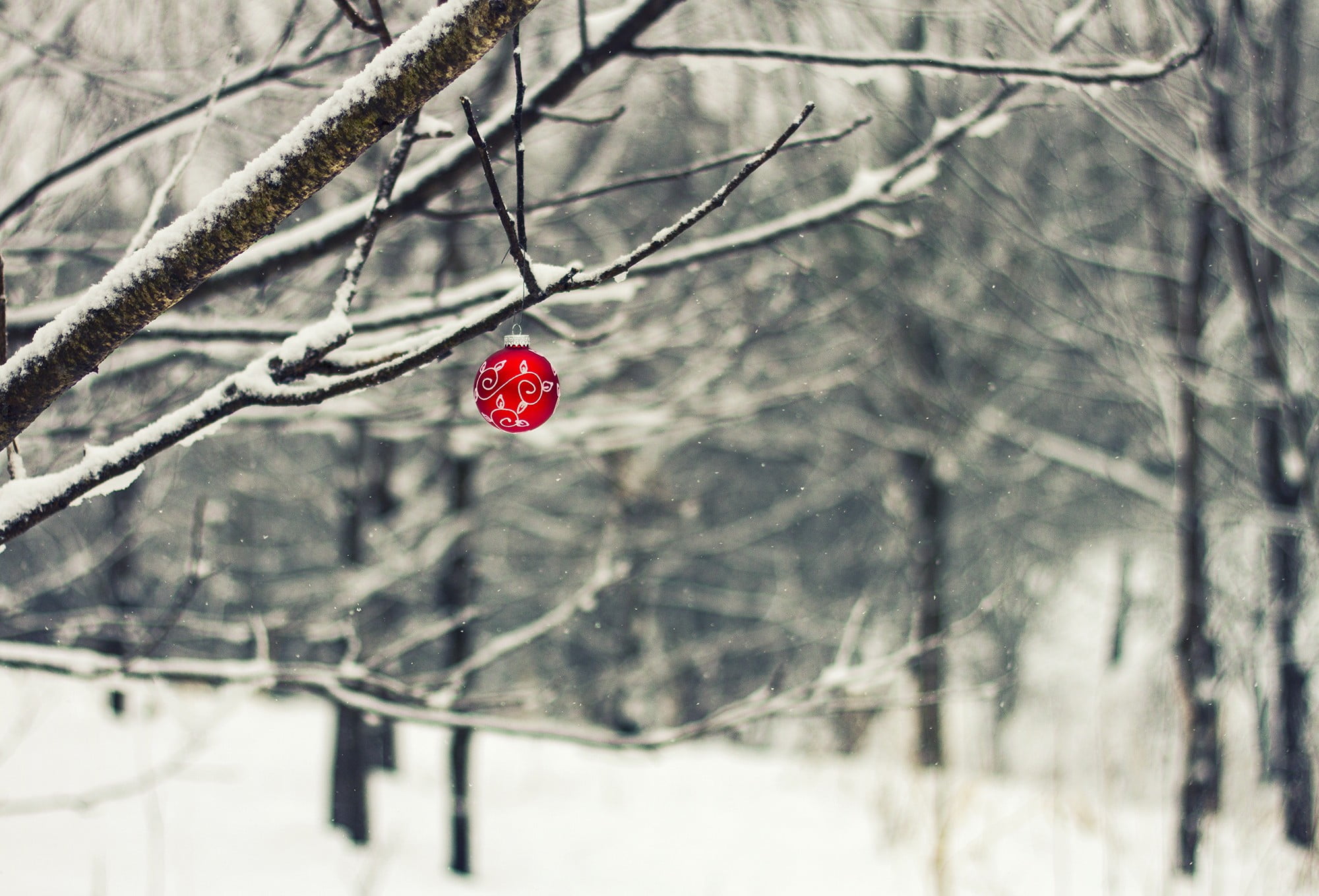 tree, branch, floral, land, close-up, nature, textile, frozen, food, trees, winter, red, day, 1080P, snow, plant, Christmas ornaments , depth of field, HD Wallpaper