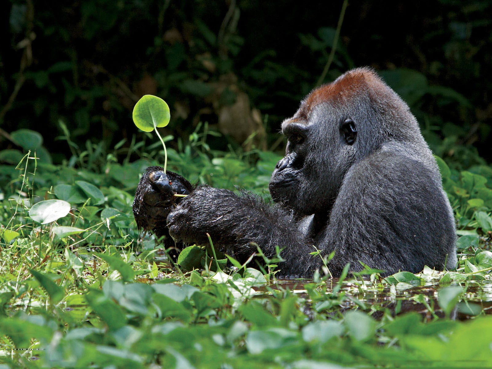 mammal, outdoors, black, selective focus, gorilla, animal wildlife, primate, land, animals in the wild, nature, one animal, animals, vertebrate, 720P, HD Wallpaper