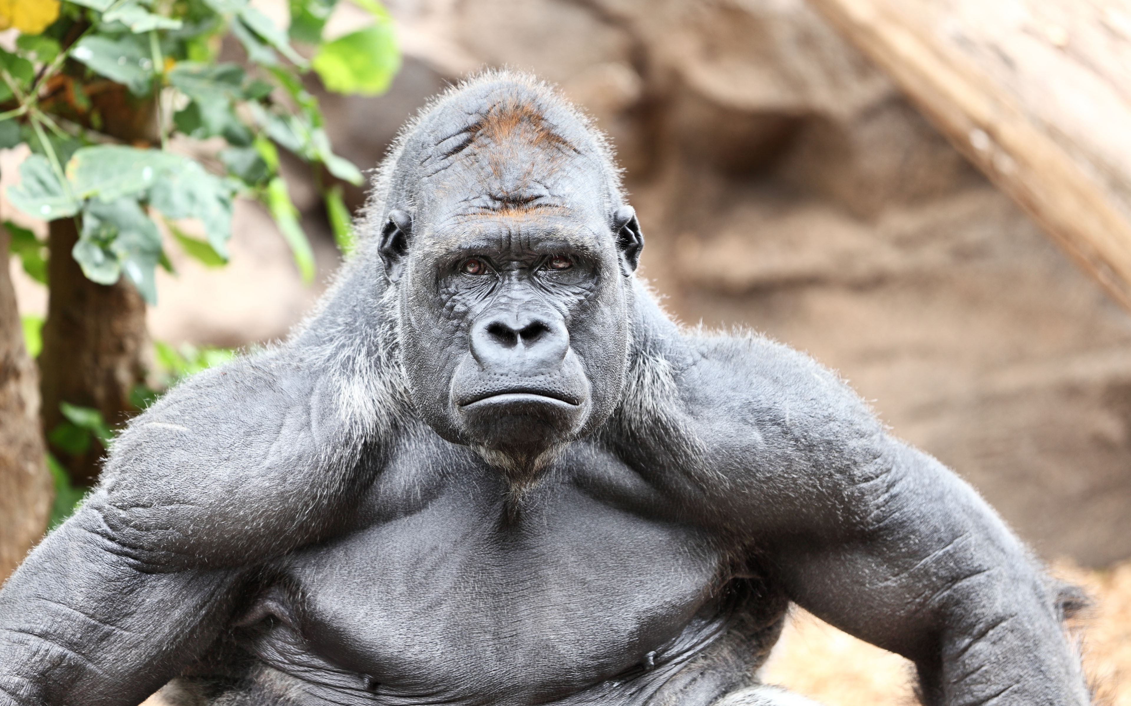 gorilla, nature, 4K, animal, HD Wallpaper