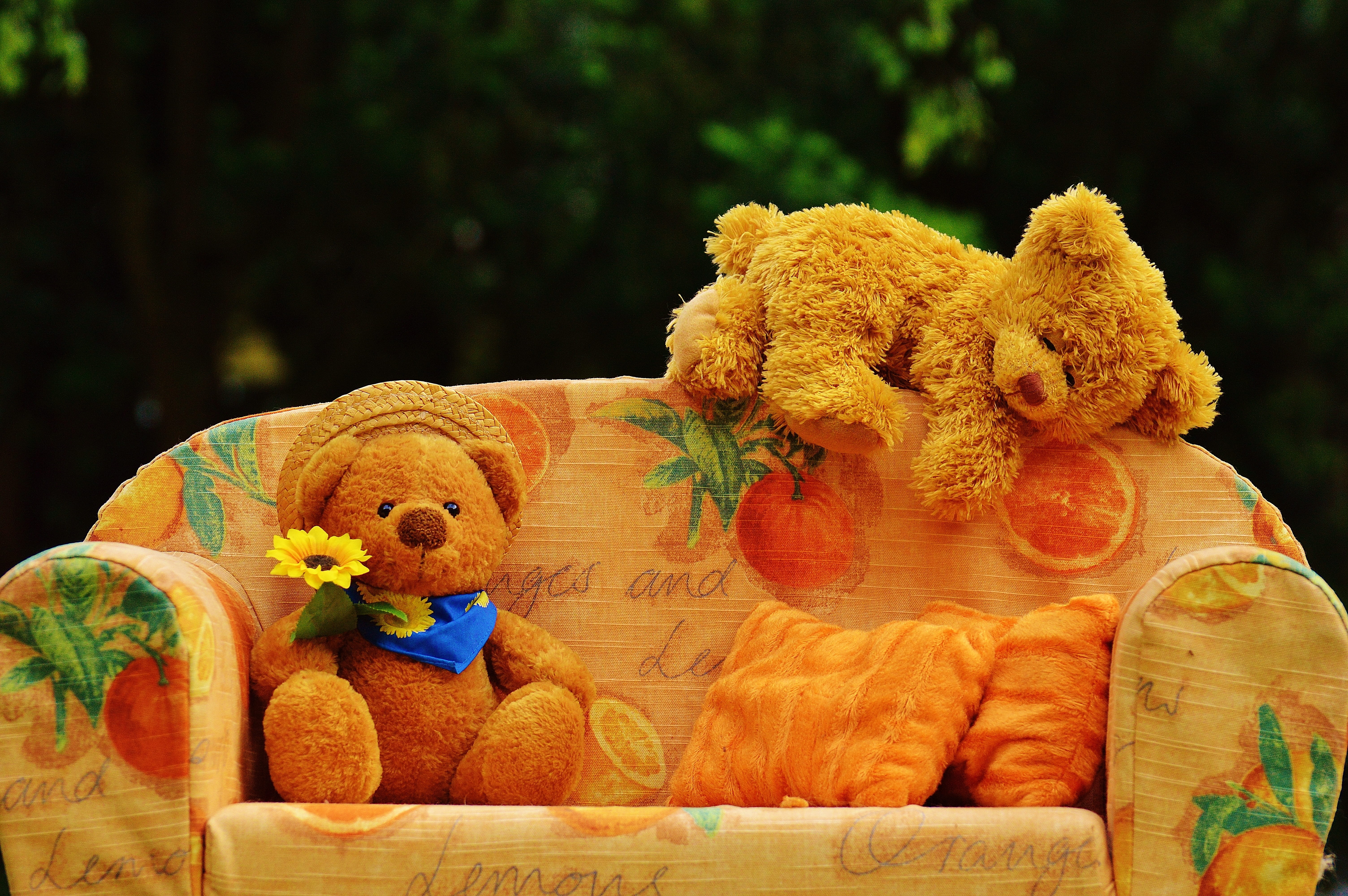 celebration, day, representation, bears, flowering plant, stuffed toy, creativity, funny, children, animal themes, orange color, sweet, brown bear, couch, HD Wallpaper