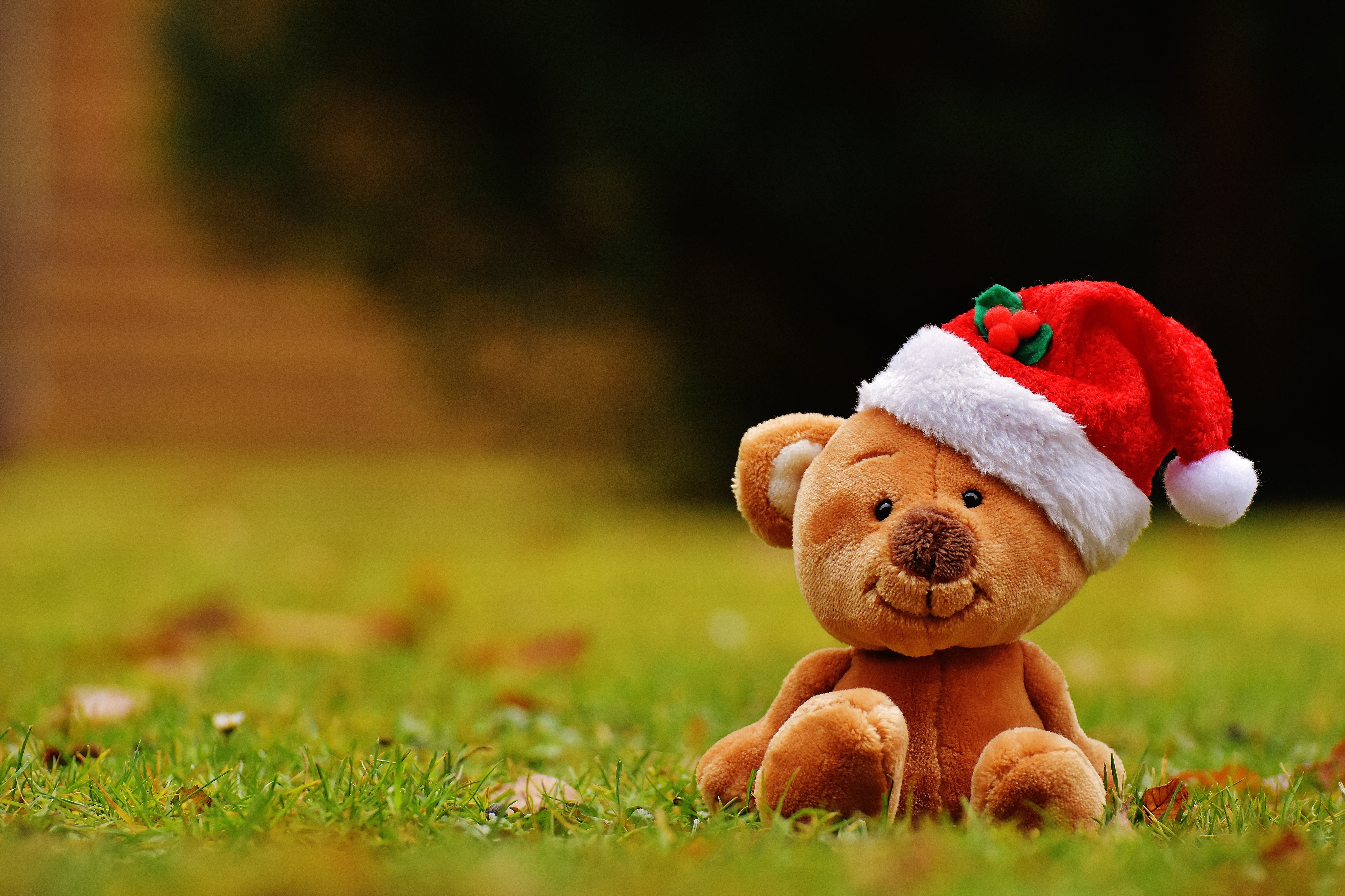 grass, creativity, teddy, bear, 5K, stuffed toy, representation, funny, childhood, selective focus, toy, close-up, animal, christmas, no people, cute, HD Wallpaper