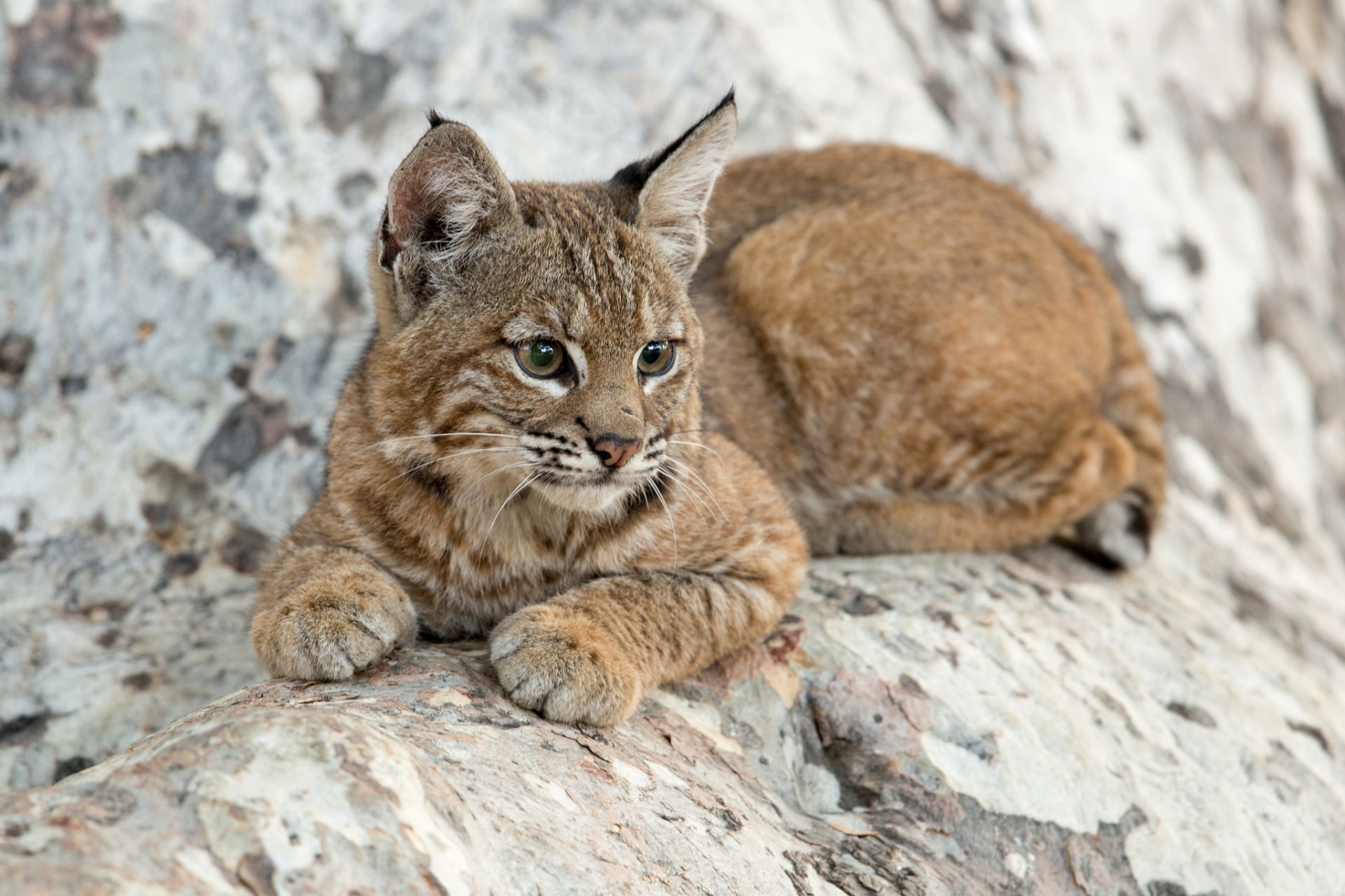 Cub, Cats, Baby Animal, Wildlife, 1080P, Lynx, HD Wallpaper