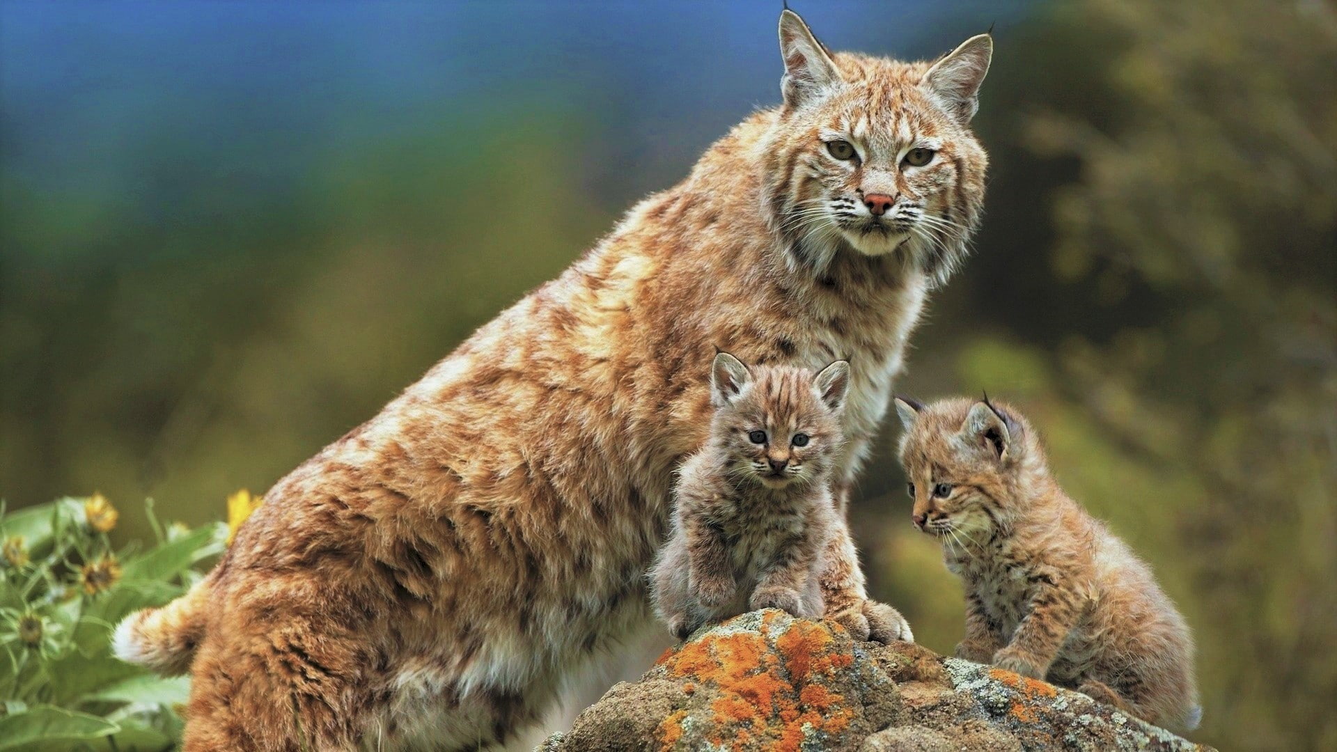 Lynx, Wildlife, Baby Animal, Cub, Animal, Big Cat, 1080P, Cats, HD Wallpaper