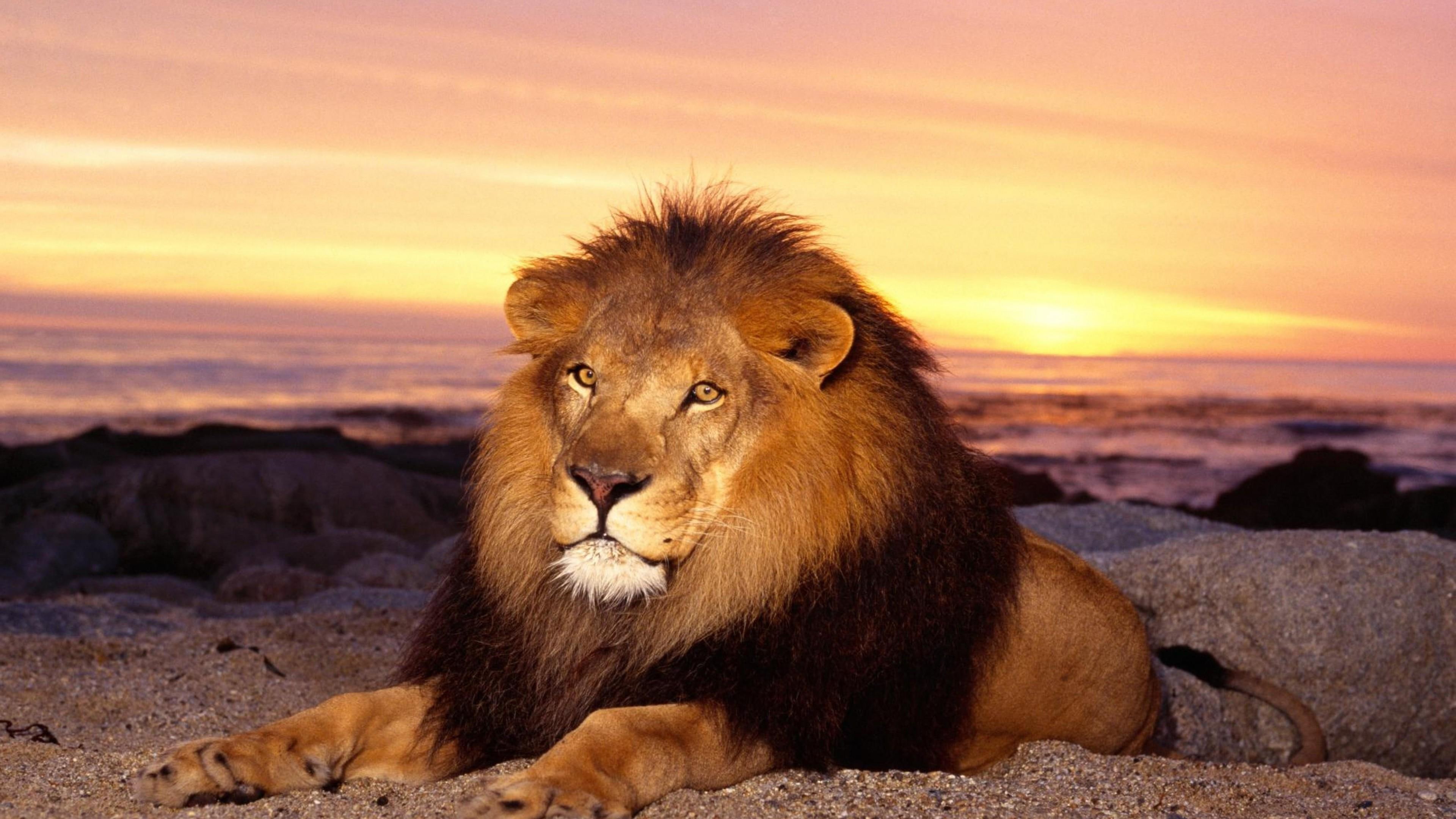 big cat, 4K, lion, sunset, sand, wild animal, HD Wallpaper