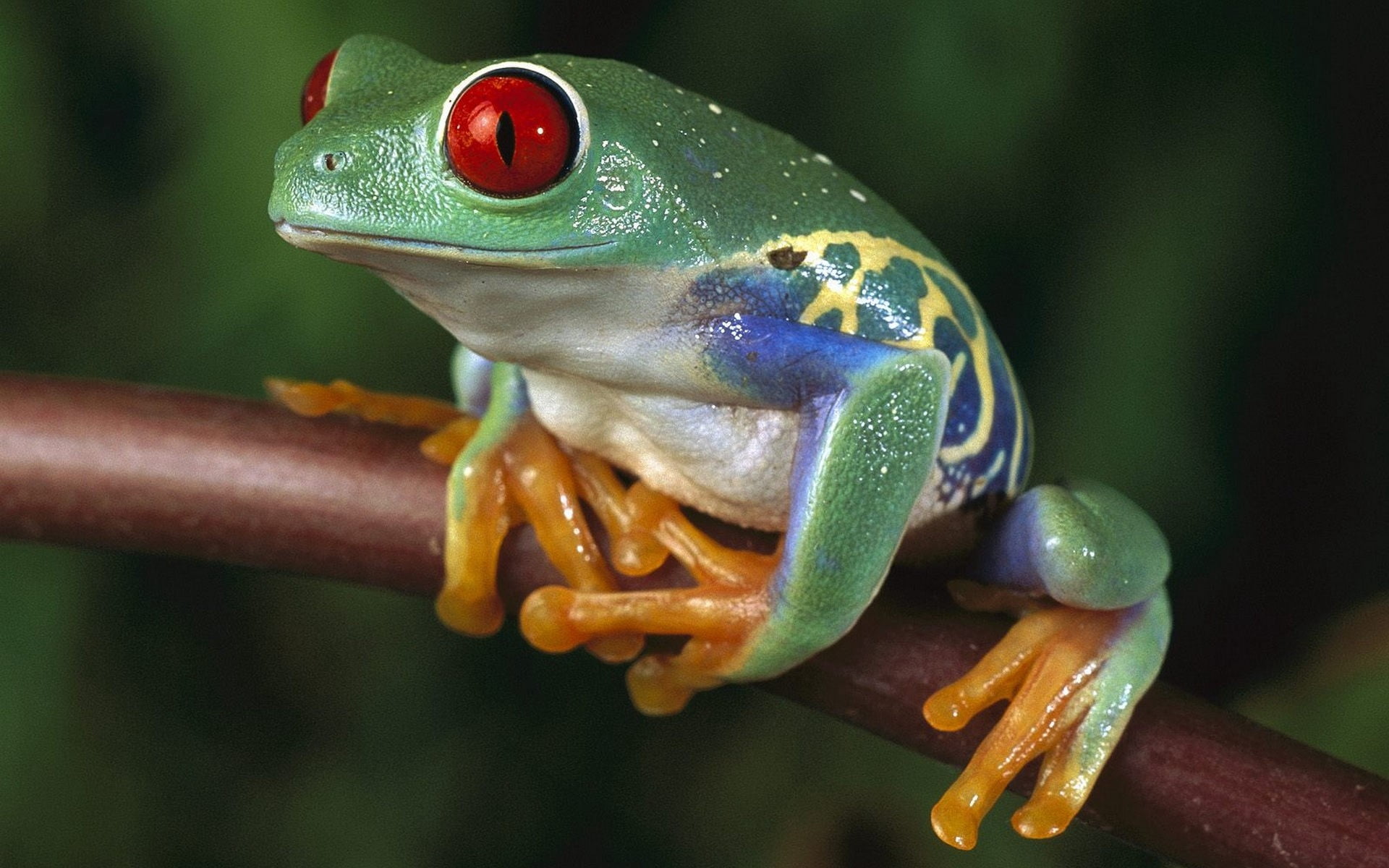 small, colorful, nature, no people, animal wildlife, amphibians, cute, backgrounds, frog, vertebrate, toad, close-up, looking, amphibian, day, tree Frog, HD Wallpaper