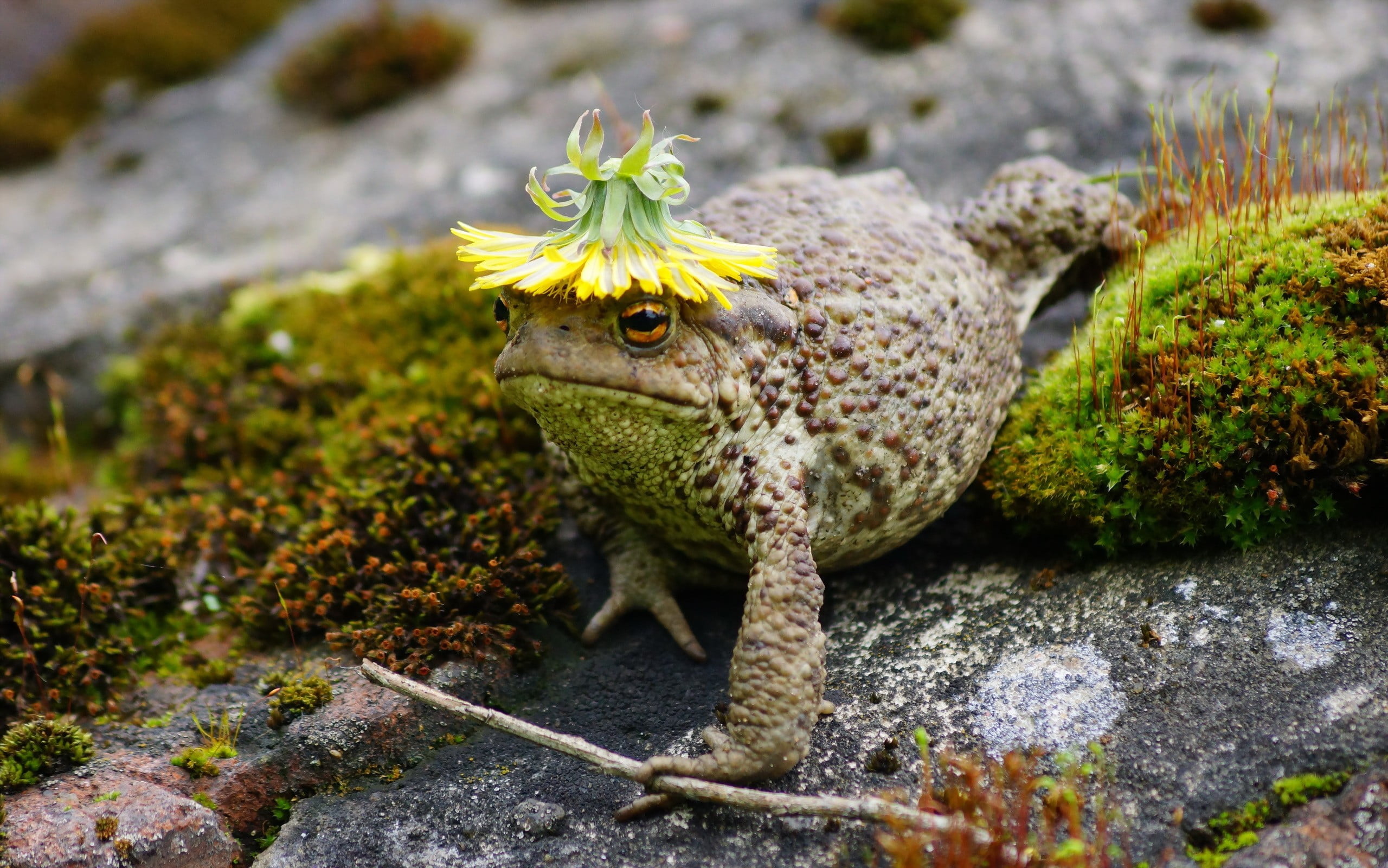 brown, high angle view, forest, solid, portrait, day, close-up, small, rock - object, focus on foreground, one animal, rock, animal themes, iguana, carnivore, HD Wallpaper