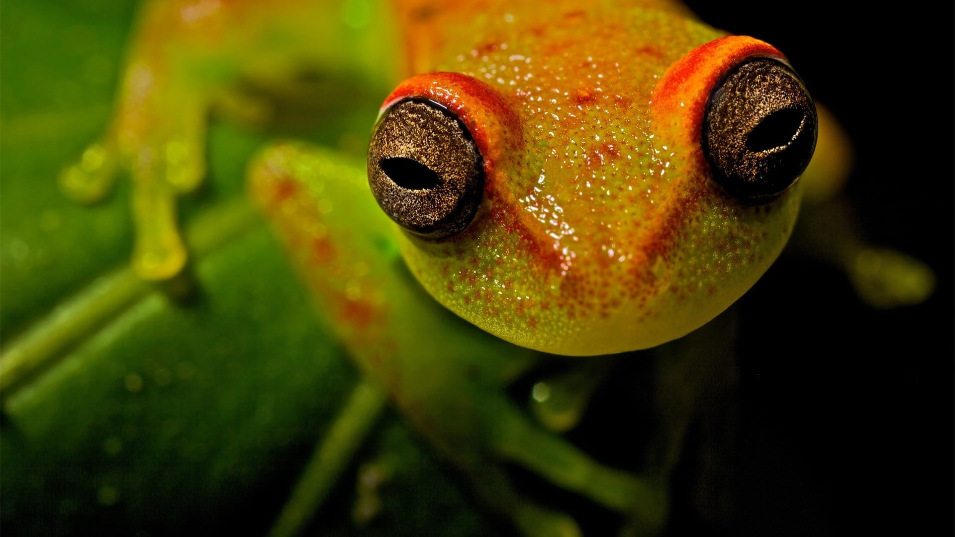 amphibians, toad, animal themes, lizard, vertebrate, living Organism, animal head, tree Frog, one Animal, leaf, marine, 1080P, underwater, pets, water, HD Wallpaper