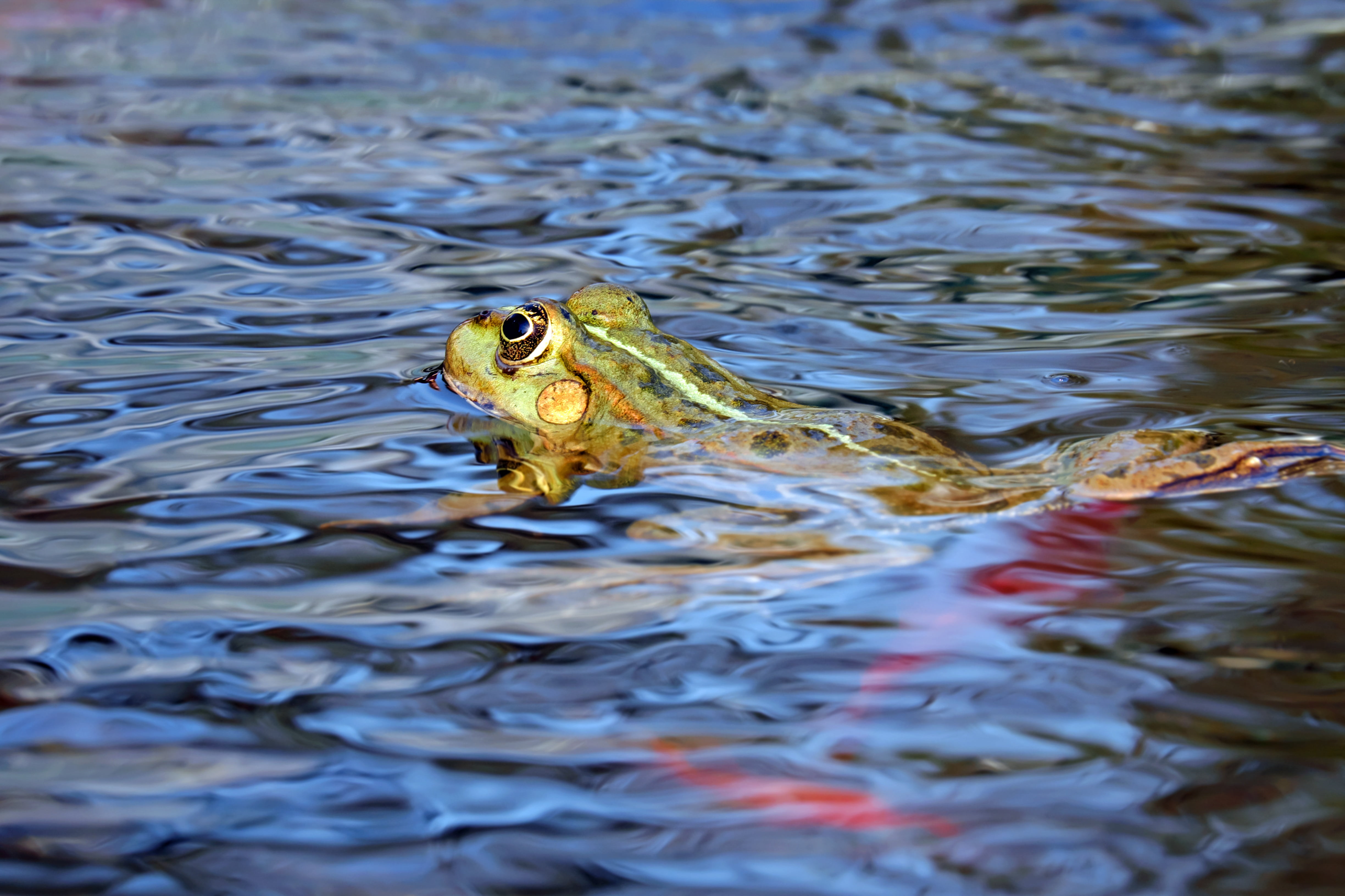 waterfront, amphibians, one Animal, pond, animal themes, animal wildlife, lake, rippled, high angle view, frog, wildlife, 4K, reptile, water, outdoors, HD Wallpaper