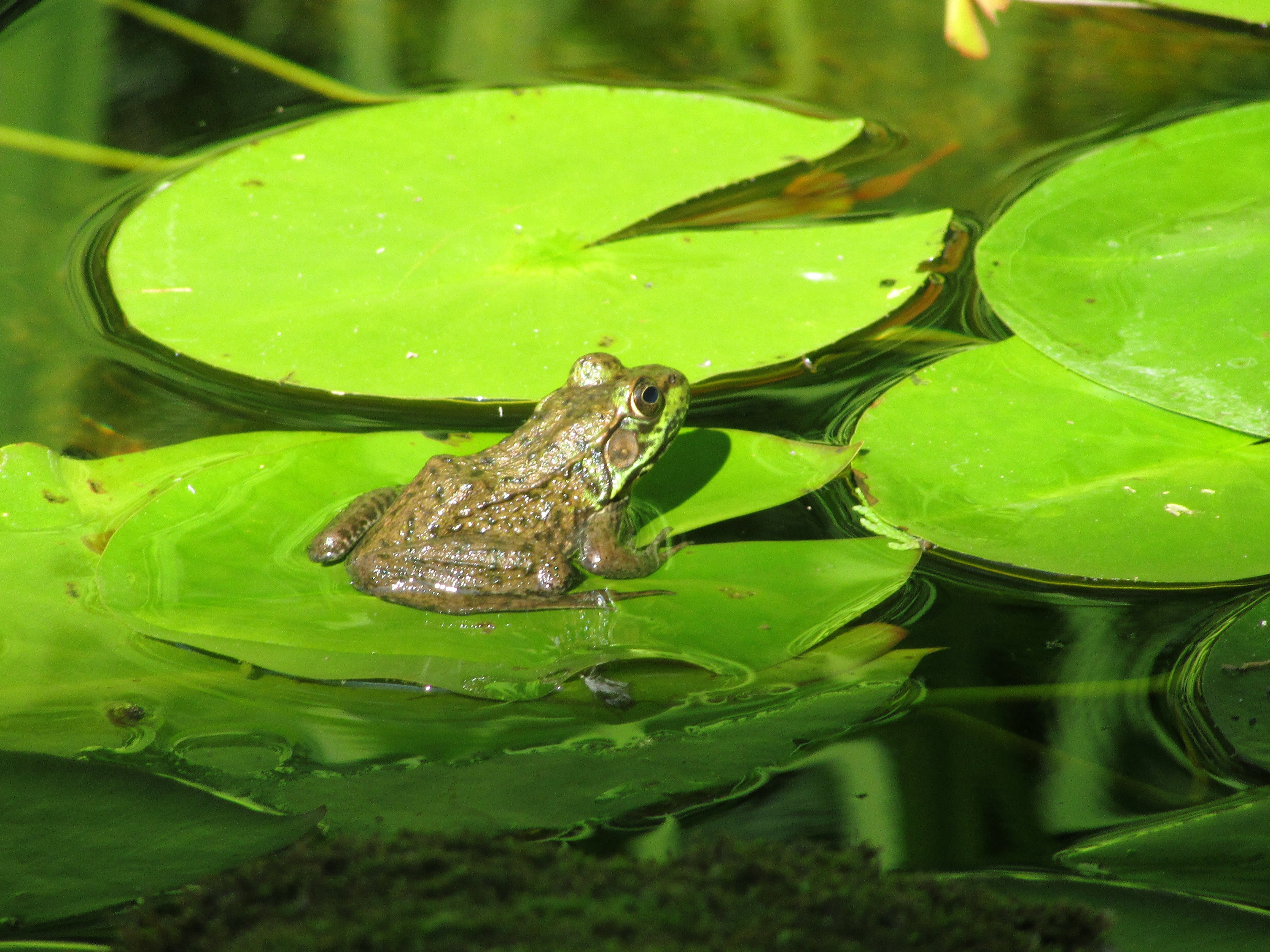 wet, plant, close-up, lily, nature, floating on water, wildlife, leaf, macro, animal wildlife, pond, frog, outdoors, swamp, amphibian, animal head, marsh, HD Wallpaper