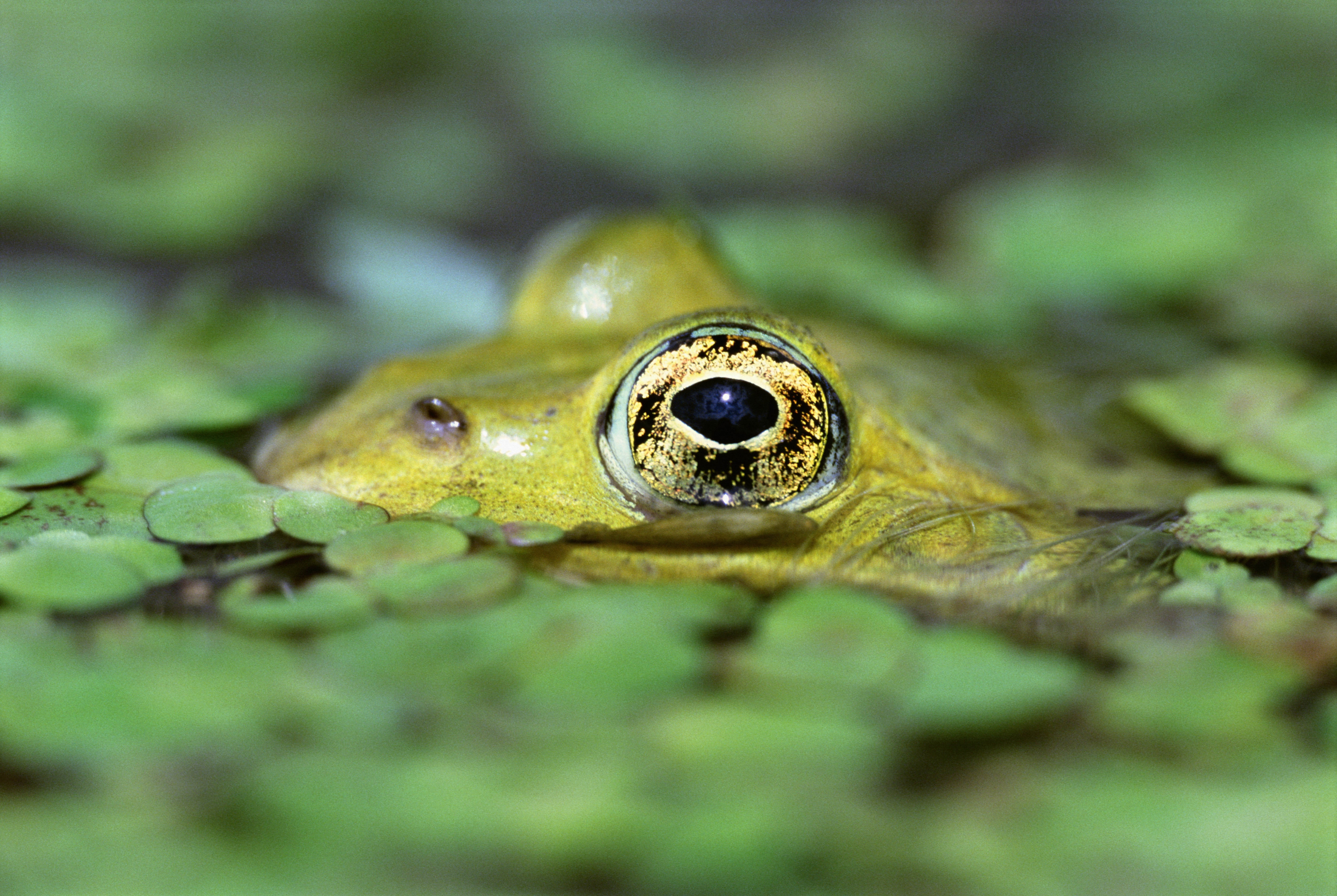 leaf, pets, close-up, pond, amphibians, looking, swamp, photography, no people, camouflage, reptile, vertebrate, close, amphibian, duckweed, toad, environment, HD Wallpaper