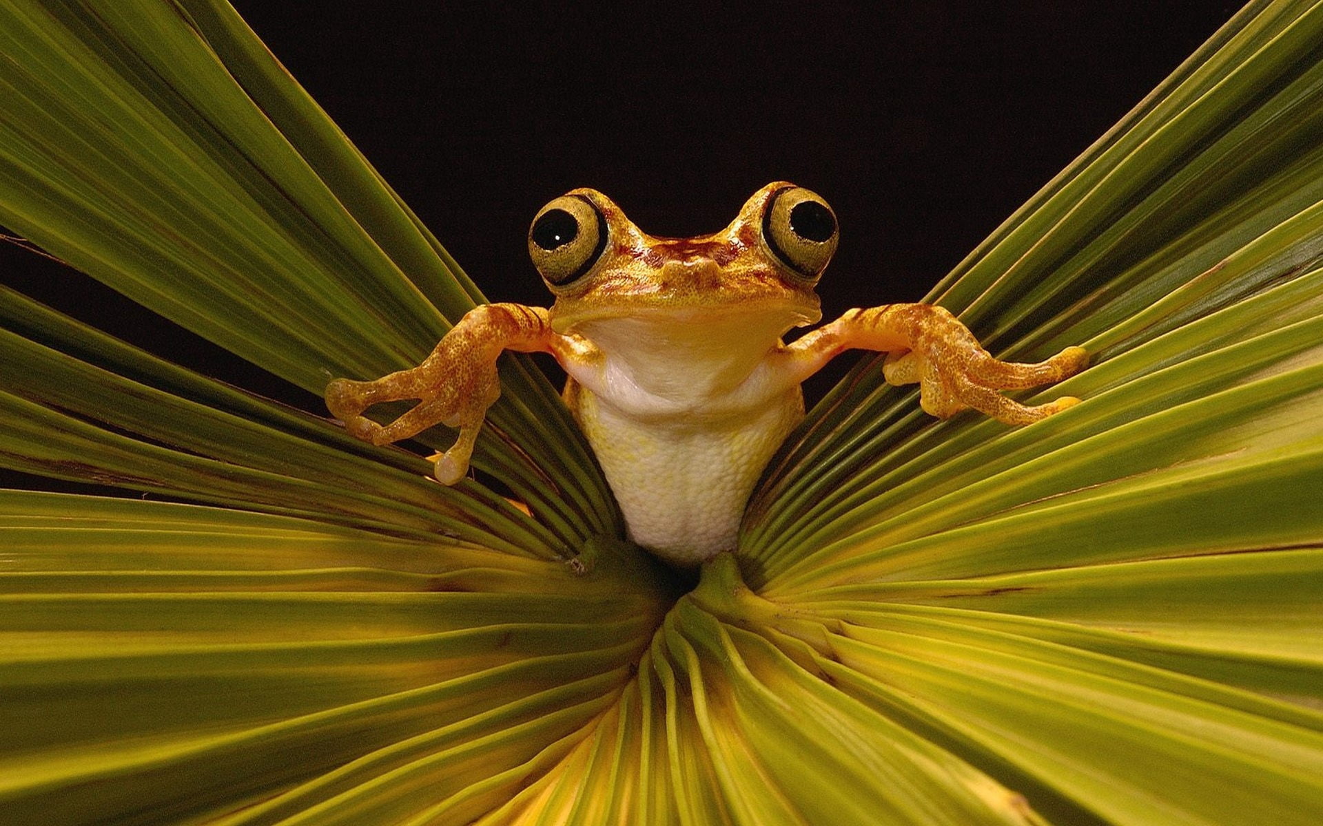 frog, animal, outdoors, macro, tropical Climate, pets, forest, 1080P, animal head, green Color, close-up, gecko, amphibians, brown, front view, HD Wallpaper