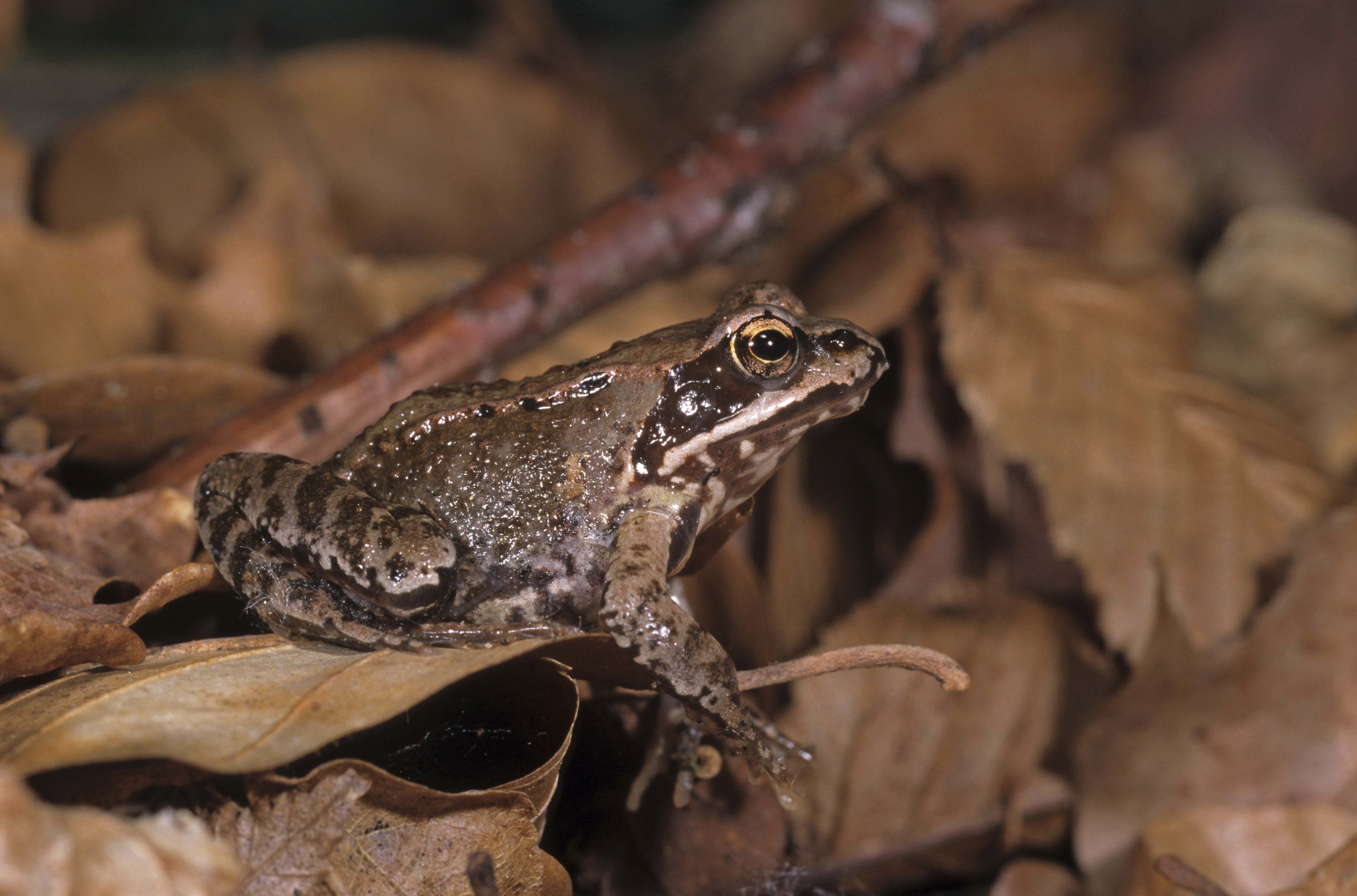 leaf, small, animal scale, day, no people, land, frog, animal Eye, animal, amphibian, animals In The Wild, wildlife, focus on foreground, animal head, animal wildlife, HD Wallpaper