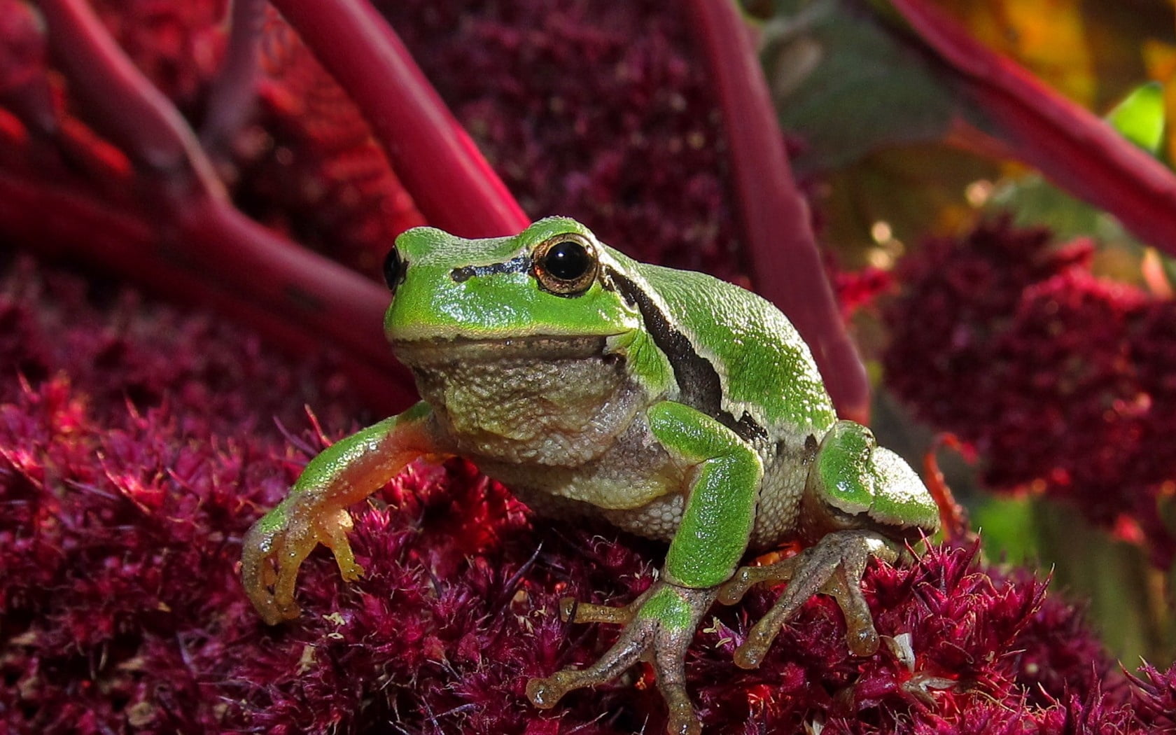 poison, tropical Climate, close-up, one animal, forest, animal head, animals In The Wild, no people, tropical Rainforest, amphibian, vertebrate, pets, looking, HD Wallpaper