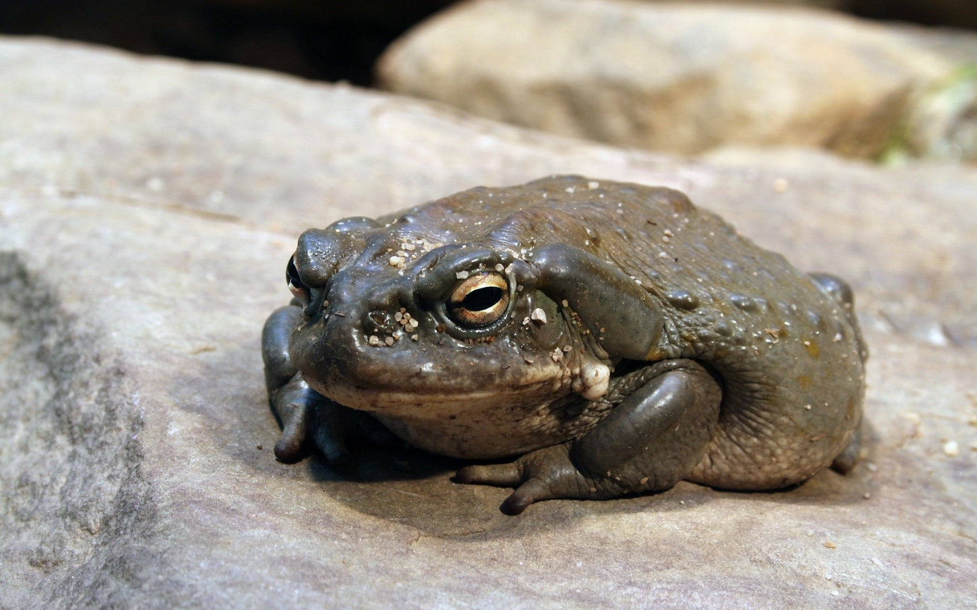 brown, frog, outdoors, vertebrate, nature, pond, solid, animal head, animals And Pets, macro, rock, animals In The Wild, animal themes, toad, day, one animal, HD Wallpaper