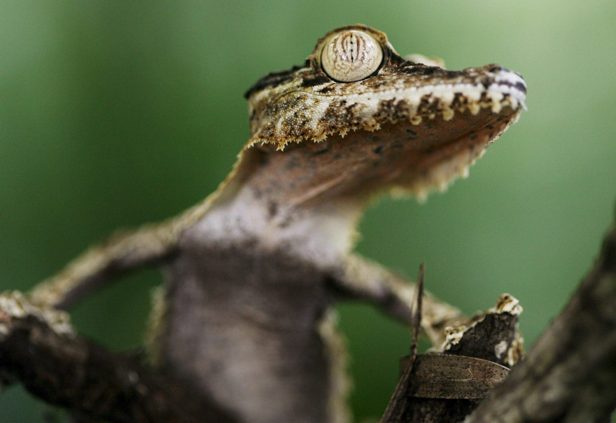 chameleon, macro, focus on foreground, animal wildlife, gecko, nature, lizard, small, day, gray, 1080P, animal themes, animal body part, animal scale, HD Wallpaper