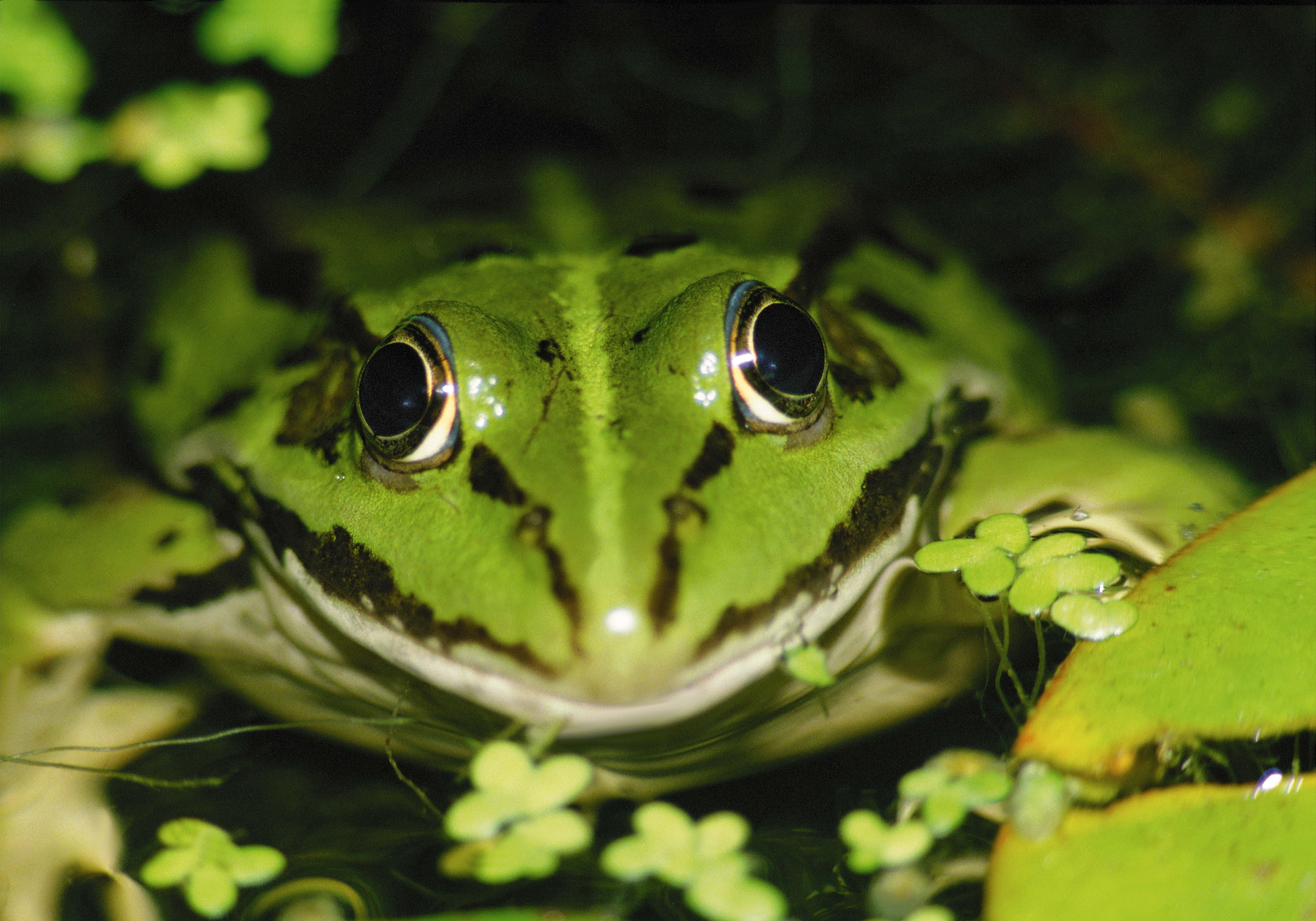leaf, animal, looking, close-up, rainforest, animals In The Wild, 5K, eye, amphibian, one Animal, beauty In Nature, frog, no People, animal wildlife, tree Frog, HD Wallpaper