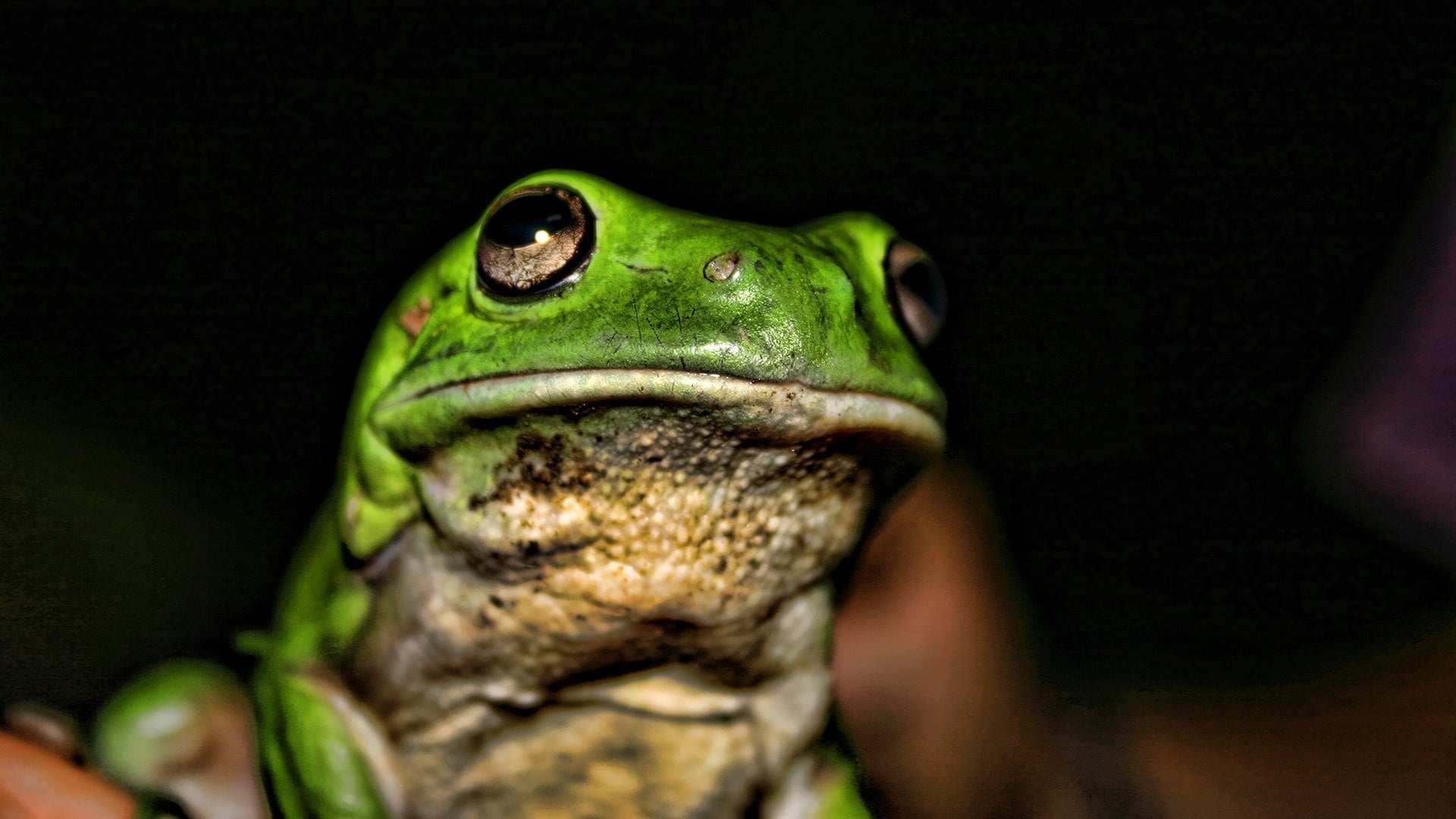 close-up, studio shot, green Color, pets, tropical Rainforest, animal body part, portrait, animal wildlife, nature, aggression, black background, rainforest, HD Wallpaper