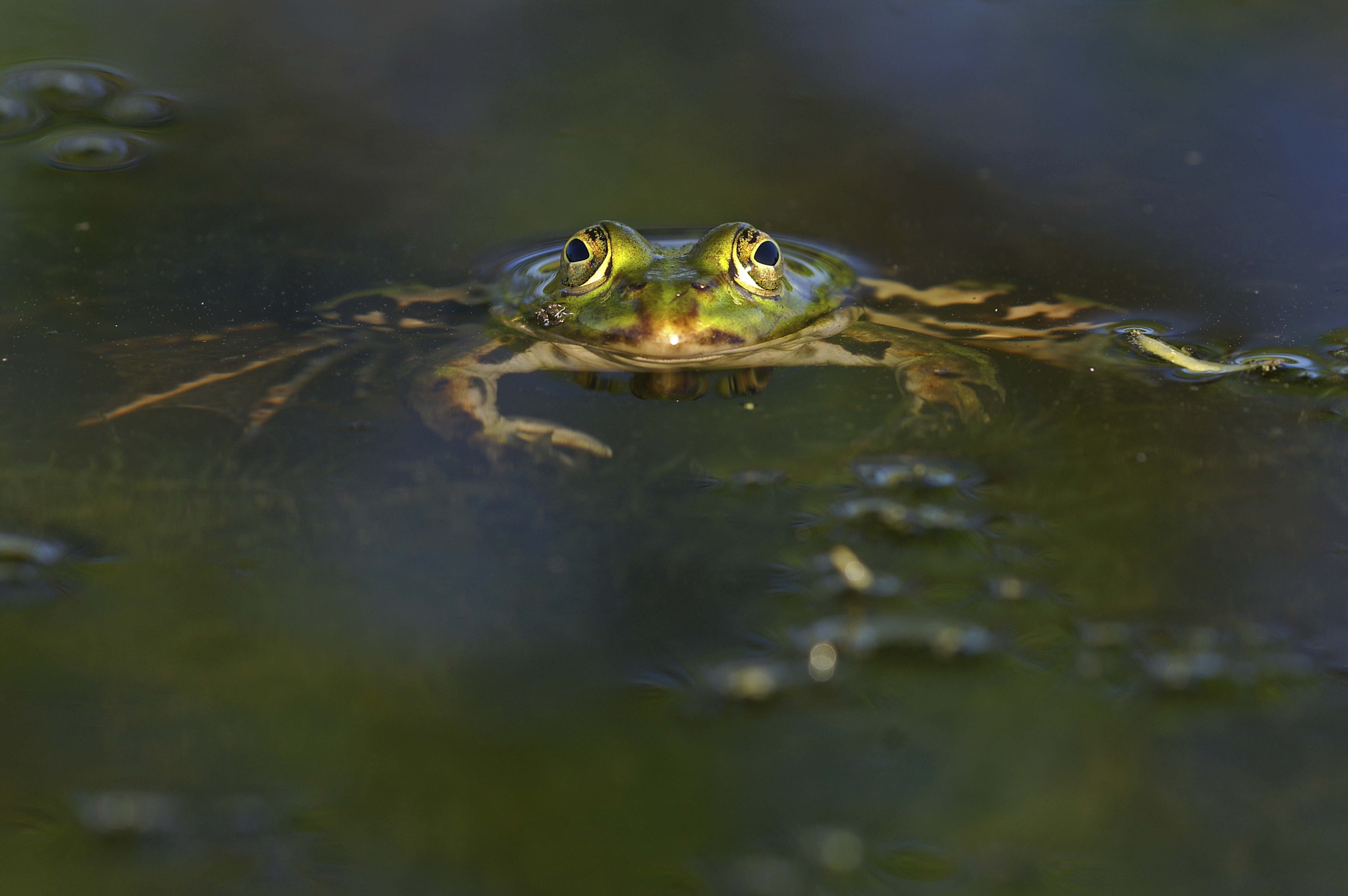 beauty In Nature, animal, pond, no People, swimming, crocodile, macro, animal head, close-up, amphibian, green Color, 5K, one Animal, animal Eye, brown, HD Wallpaper