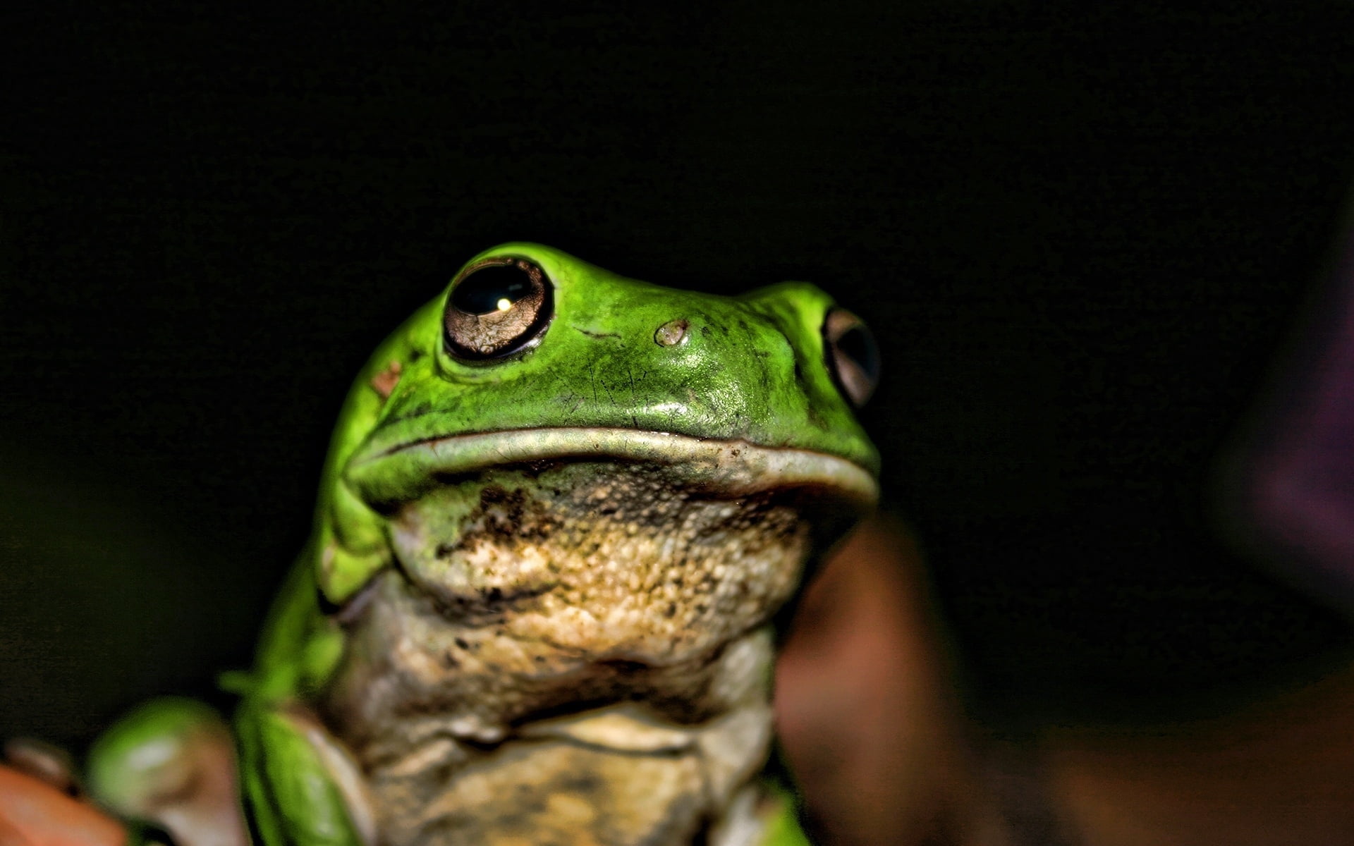 pets, frog, nature, 1080P, amphibians, toad, tree Frog, rainforest, animal wildlife, animal Eye, outdoors, green Color, black background, macro, tropical Rainforest, HD Wallpaper