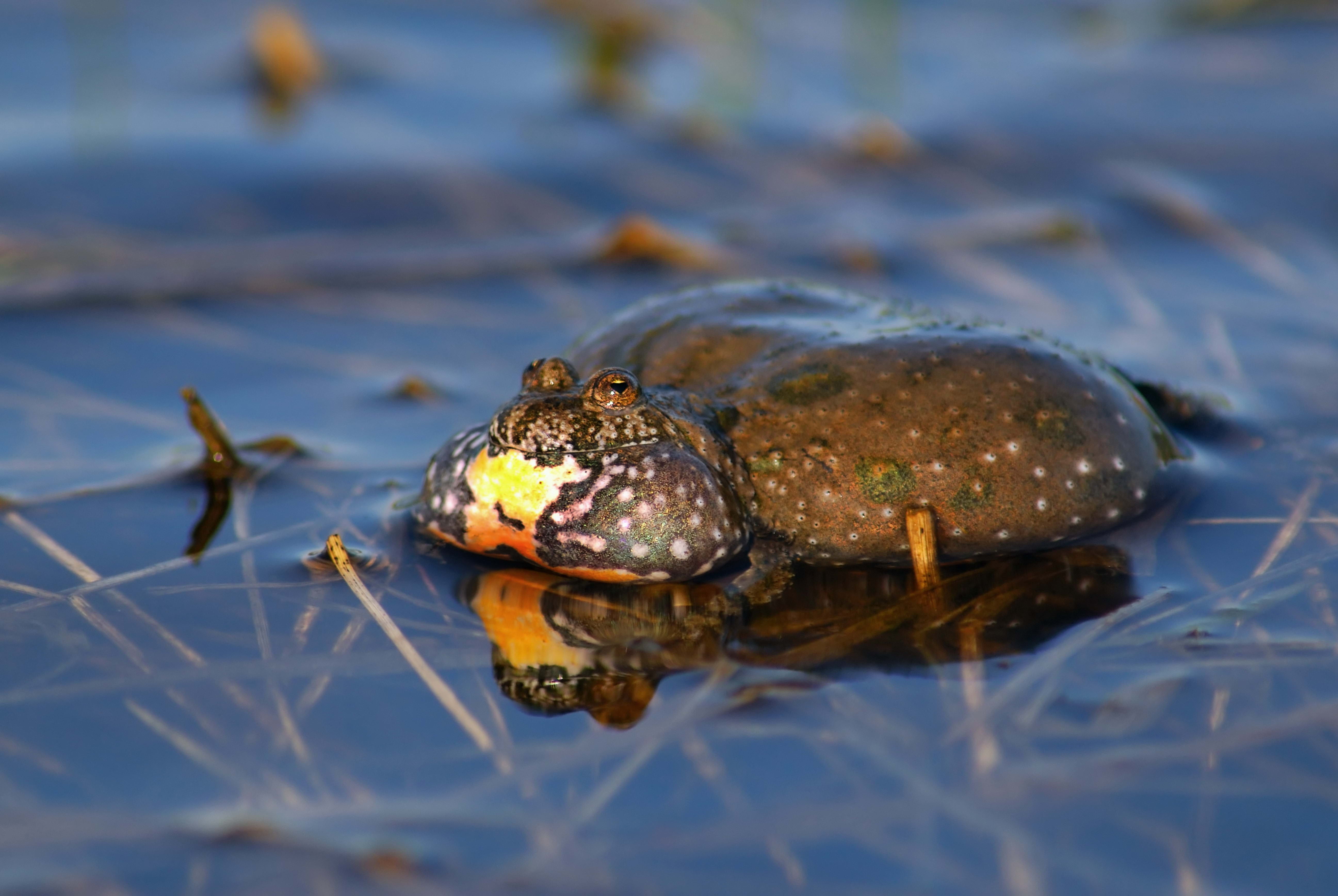 grass, animal head, frog, animal Eye, pond, day, toad, animal themes, one Animal, wildlife, outdoors, animal body part, close-up, amphibians, animals And Pets, HD Wallpaper