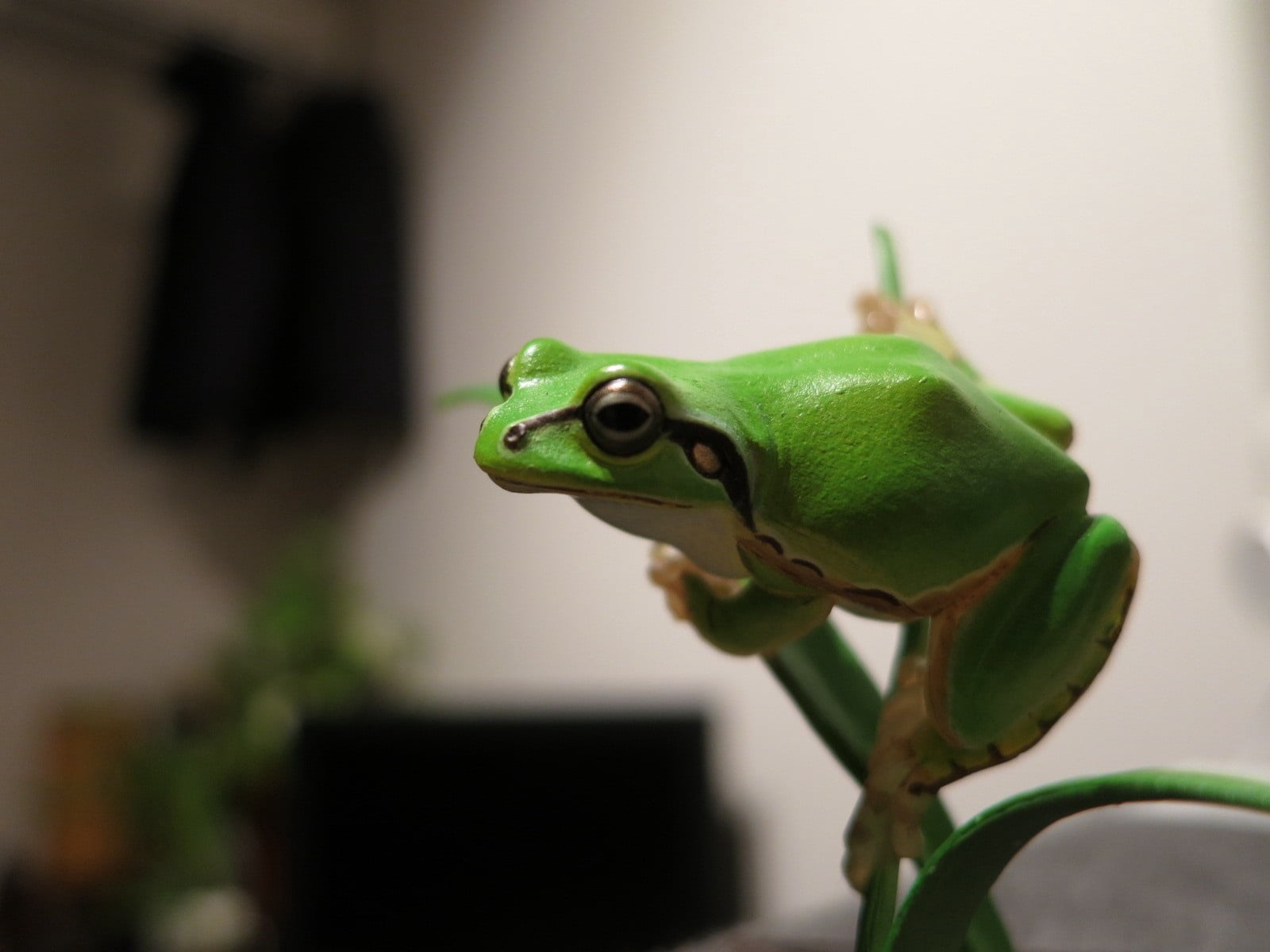 animal head, vertebrate, cute, amphibian, animal wildlife, amphibians, wildlife, 720P, bright, tropical Rainforest, looking, animal body part, reptile, HD Wallpaper