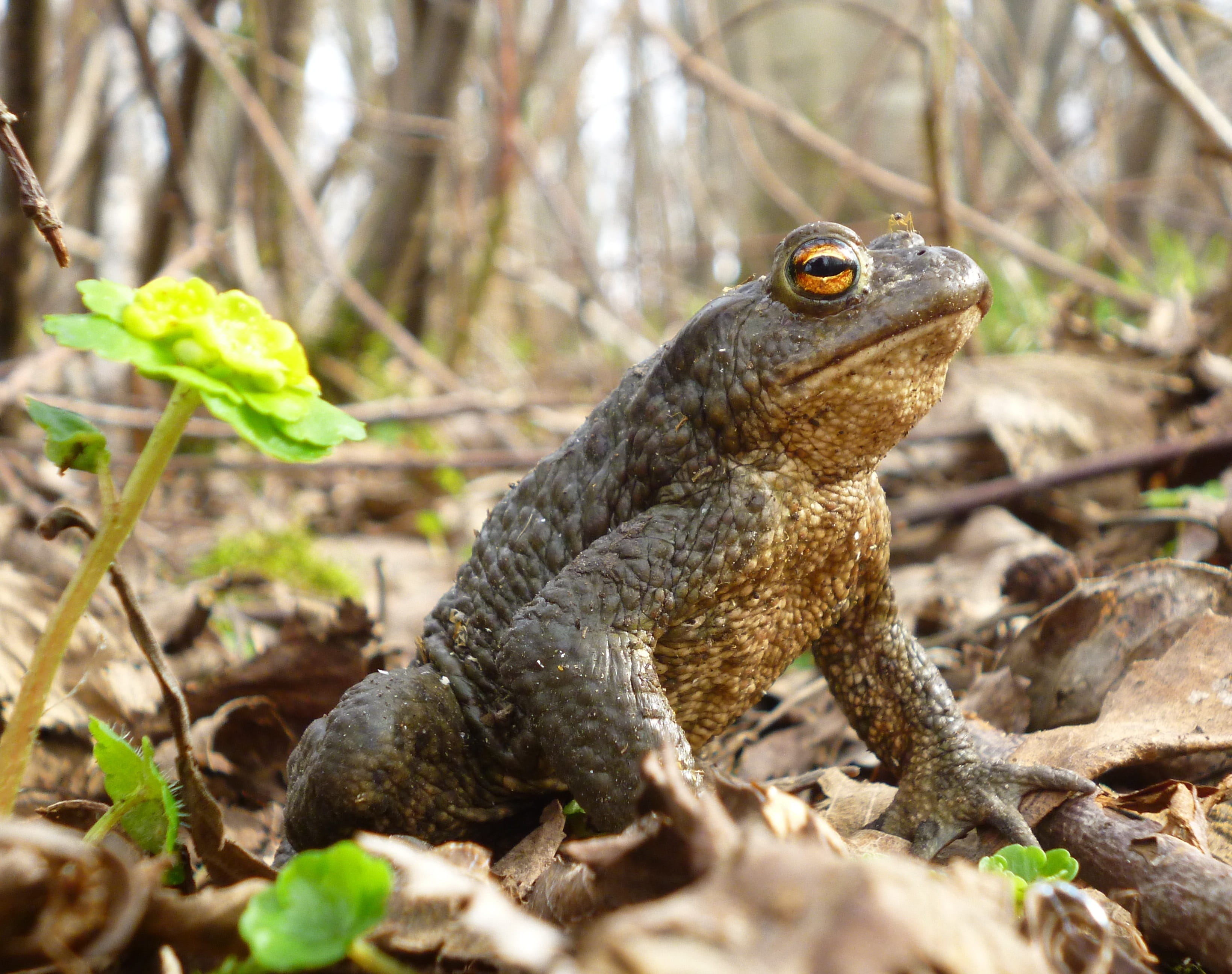 frog, plant part, cute, animal, wild, land, forest, no people, eyes, animal themes, grass, creature, close-up, one animal, toad, animal scale, reptile, HD Wallpaper