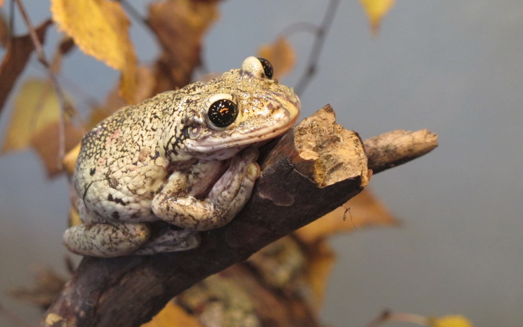 green Color, tree, living Organism, animal, 720P, brown, tropical Climate, animal body part, day, animals In The Wild, macro, toad, wildlife, nature, small, HD Wallpaper