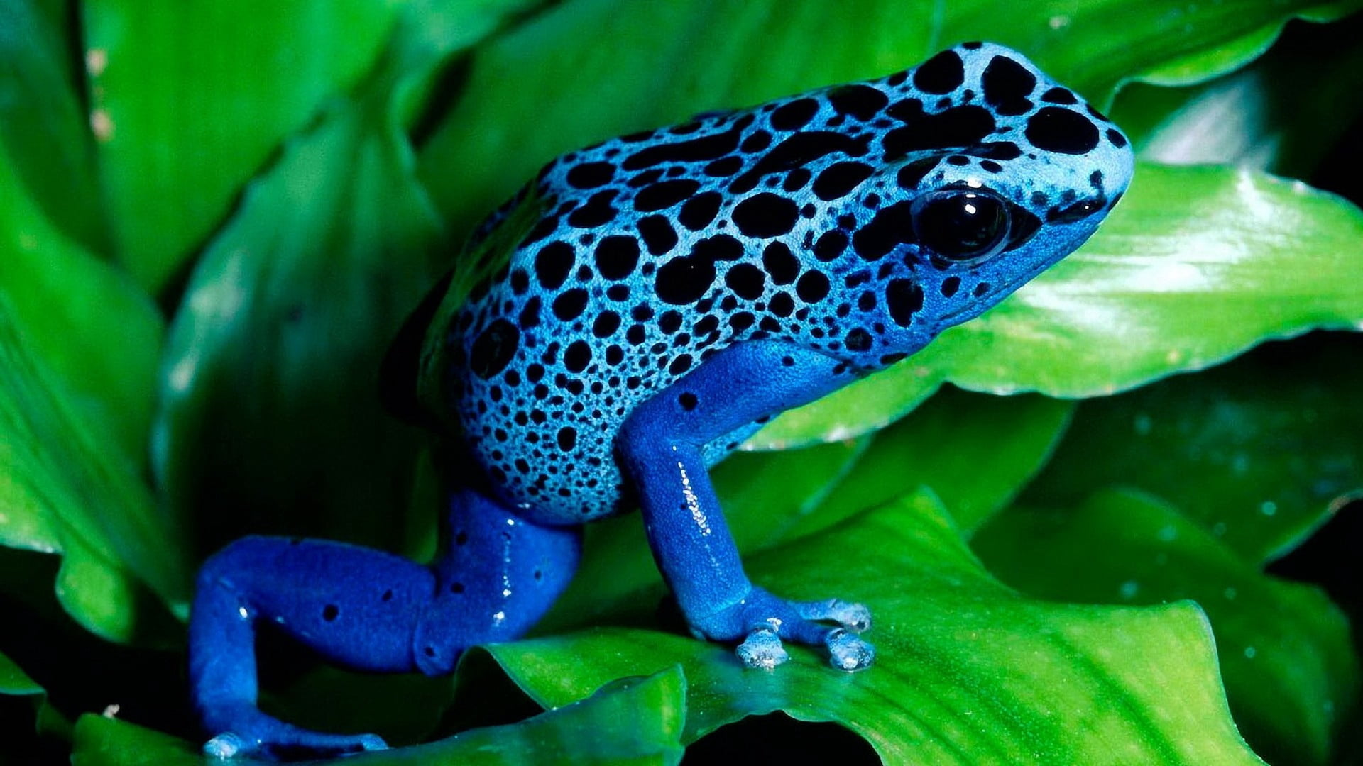animal markings, blue, close-up, spotted, rainforest, small, animals In The Wild, focus on foreground, animal Eye, macro, animal, leaves, 1080P, forest, HD Wallpaper