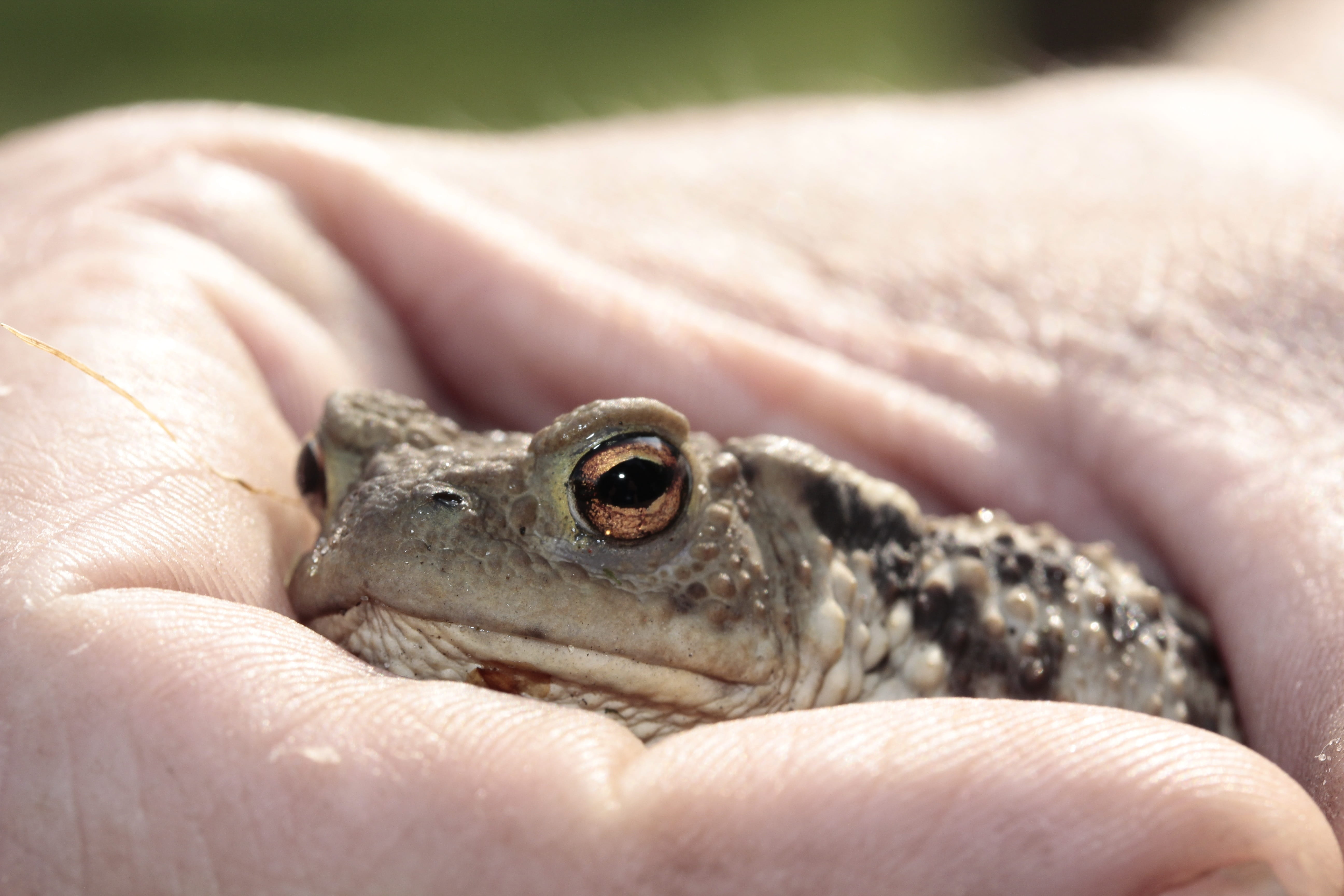 animals in the wild, day, real people, thick, frog, small, animal wildlife, focus on foreground, close-up, care, young animal, human body part, close up, HD Wallpaper