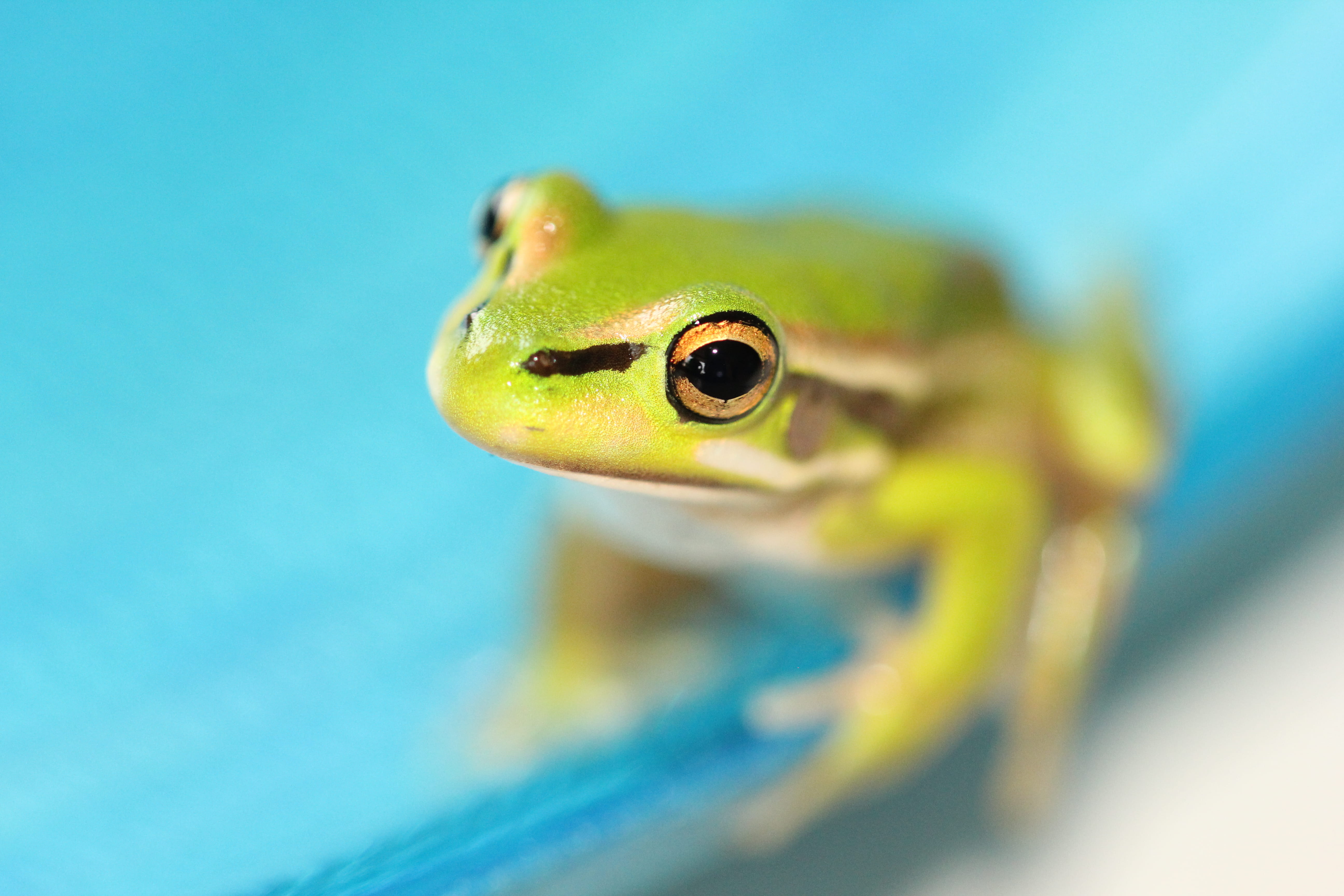 small, leap, depth of field, golden eye, macro, animal Eye, blue, looking, surface, tropical Rainforest, one Animal, amphibians, green Color, 5K, yellow, HD Wallpaper