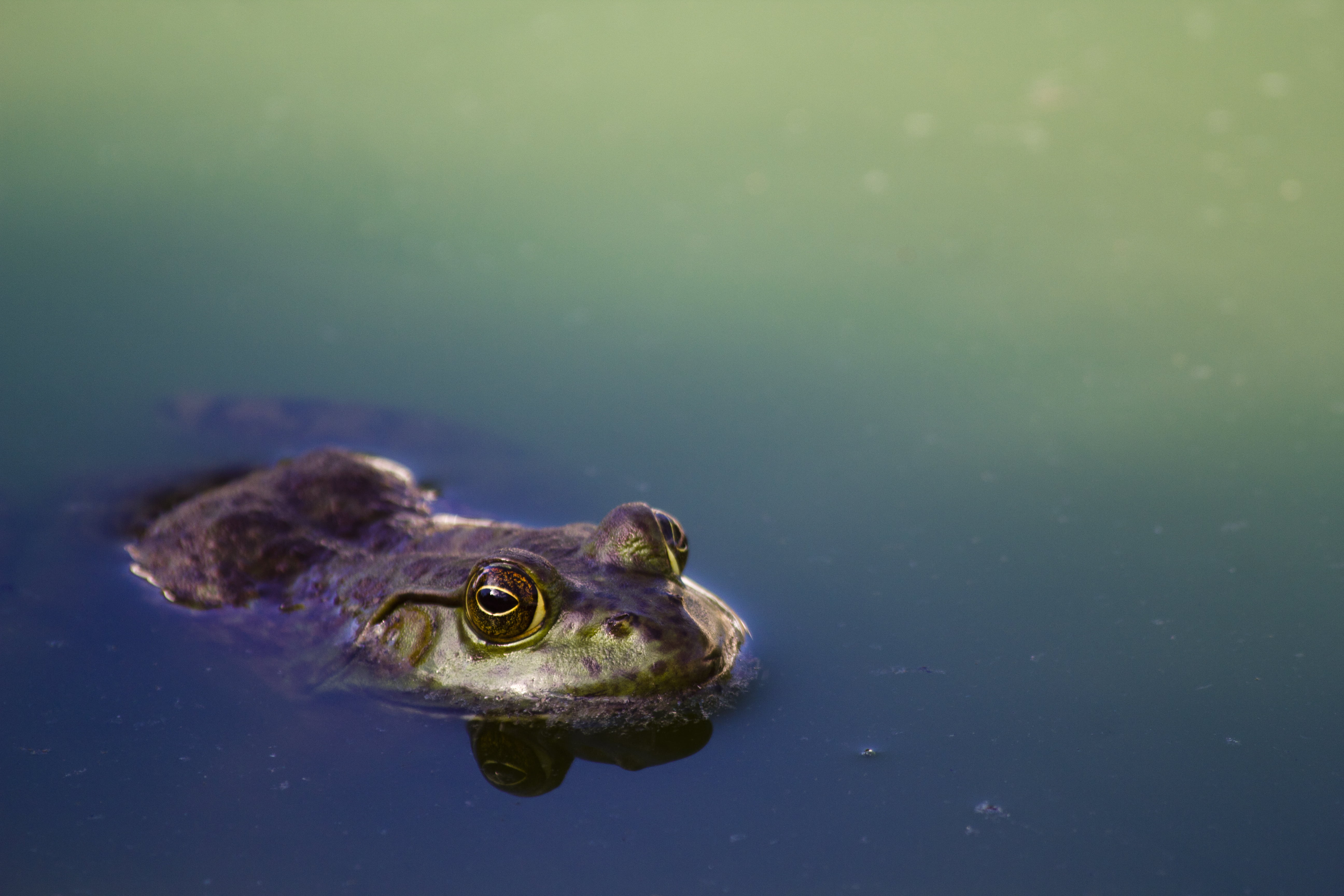 animal photography, eyes, marine, wildlife, reflection, colorful, waterfront, frog, vertebrate, toad, amphibian, wild animal, day, swimming, close-up, 5K, HD Wallpaper