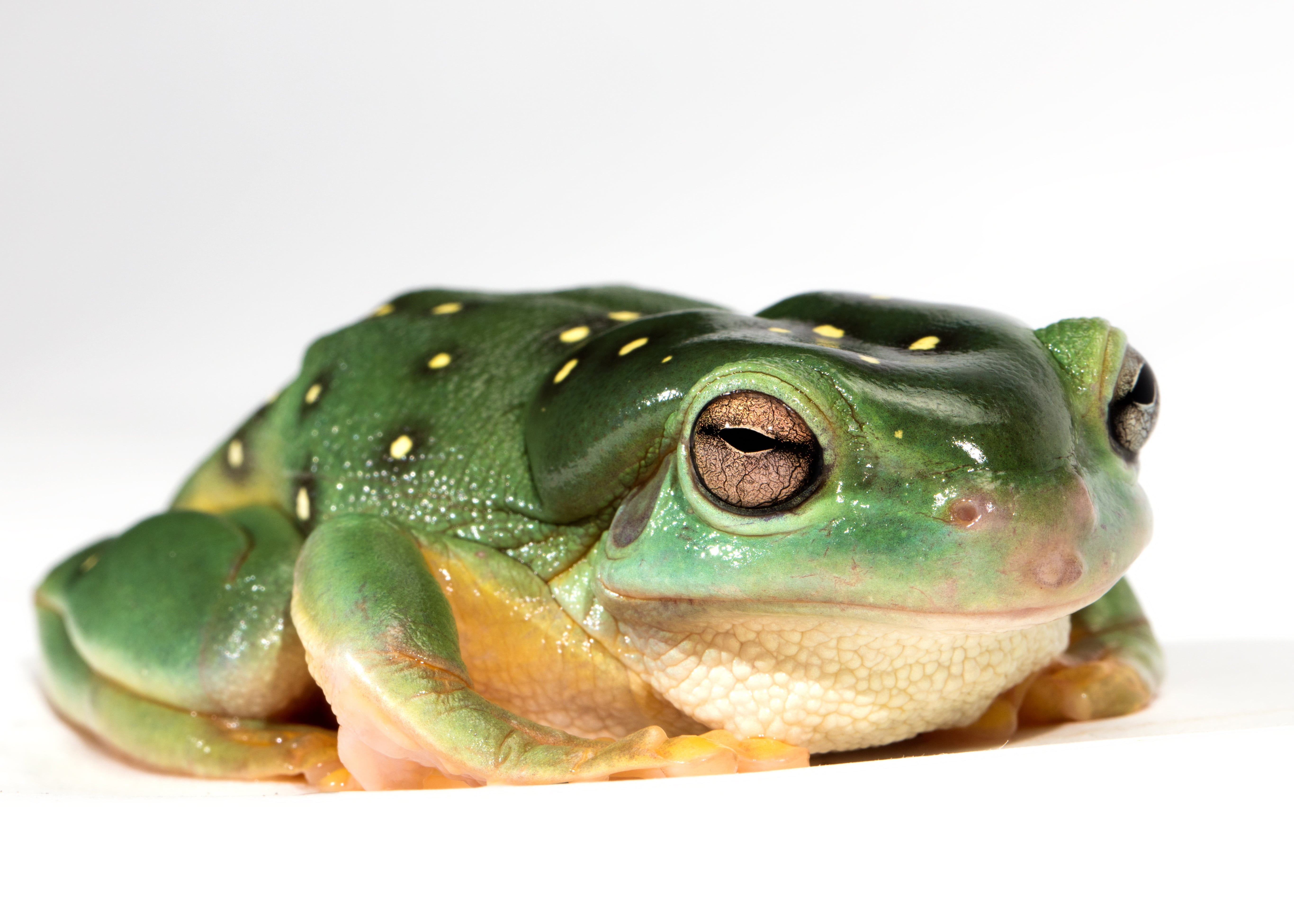 macro, portrait, animal wildlife, no people, reptile, frog, sitting, indoors, animals in the wild, pond, toad, 5K, tree Frog, animal eye, looking at camera, HD Wallpaper