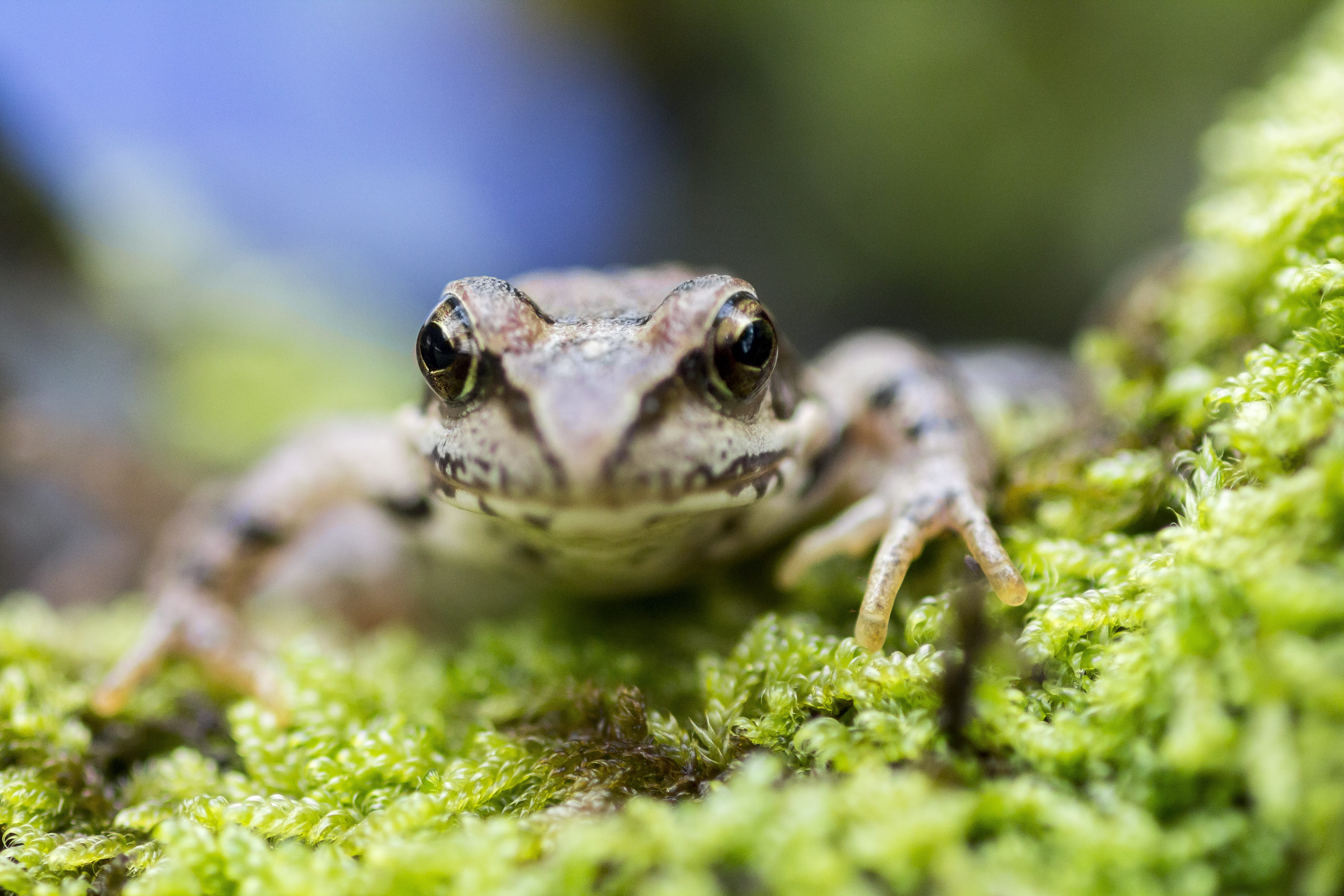 animal body part, Macro, 5K, amphibians, vertebrate, animals And Pets, day, animal head, close-up, green Color, one animal, little, reptile, selective focus, HD Wallpaper
