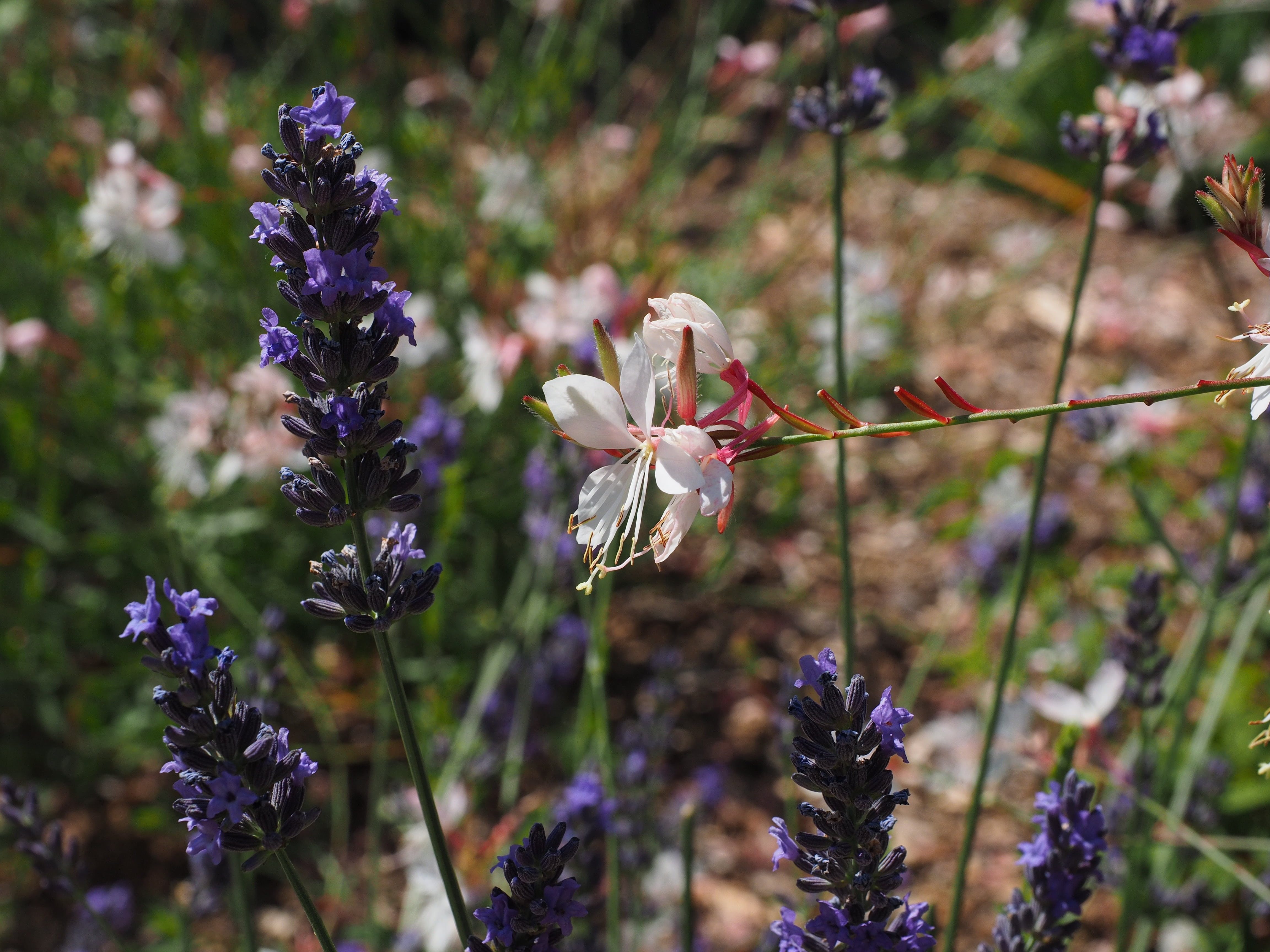 growth, close-up, prairie candle, white, outdoors, garden beauty, land, flower, pollen lifestyles, flower head, fragility, gaura lindheimeri, 4K, onagraceae, HD Wallpaper
