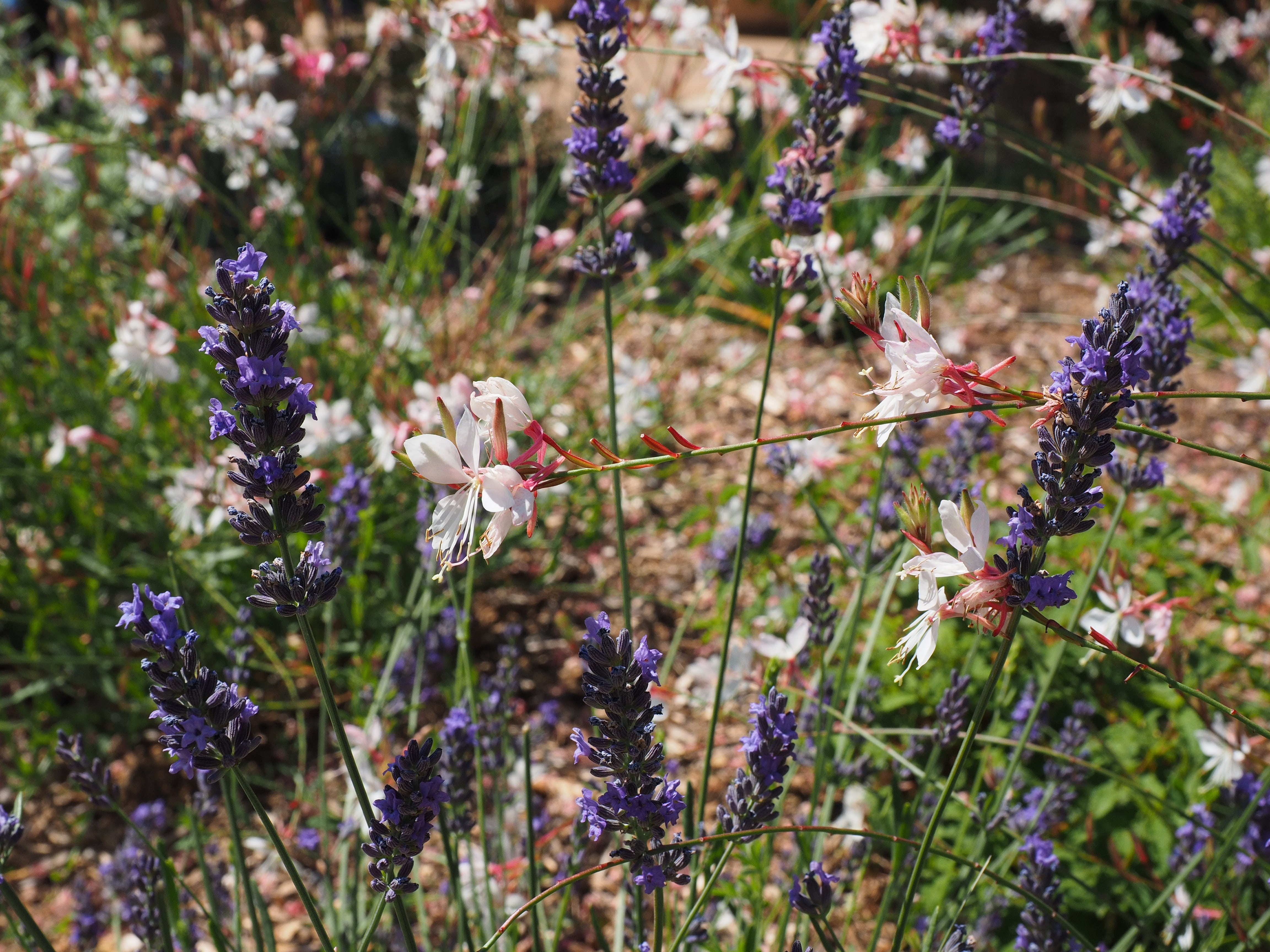 oblong, rispenblüten, pollen lifestyles, prairie candle, nature, ornamental plant, evening primrose greenhouse, reddish, lavender, flower head, pure white, HD Wallpaper