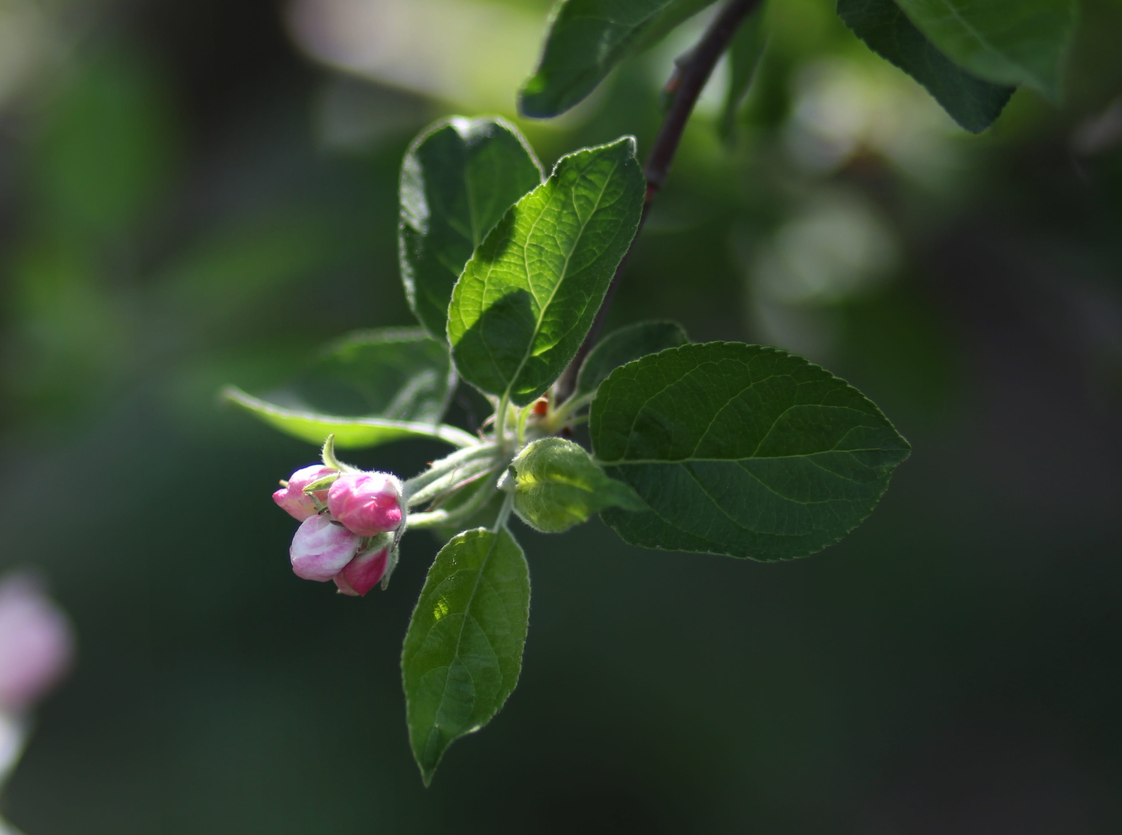 2K, march, beauty in nature, close-up, bud, focus on foreground, leaf, fruit, vulnerability, flowering plant, flower, no people, petal, fragility, growth, HD Wallpaper