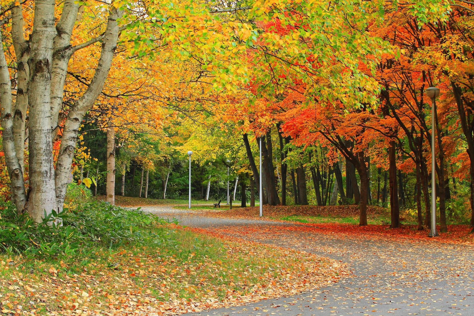 road, 1080P, seasons, autumn, fall, nature, flourished, forests, HD Wallpaper