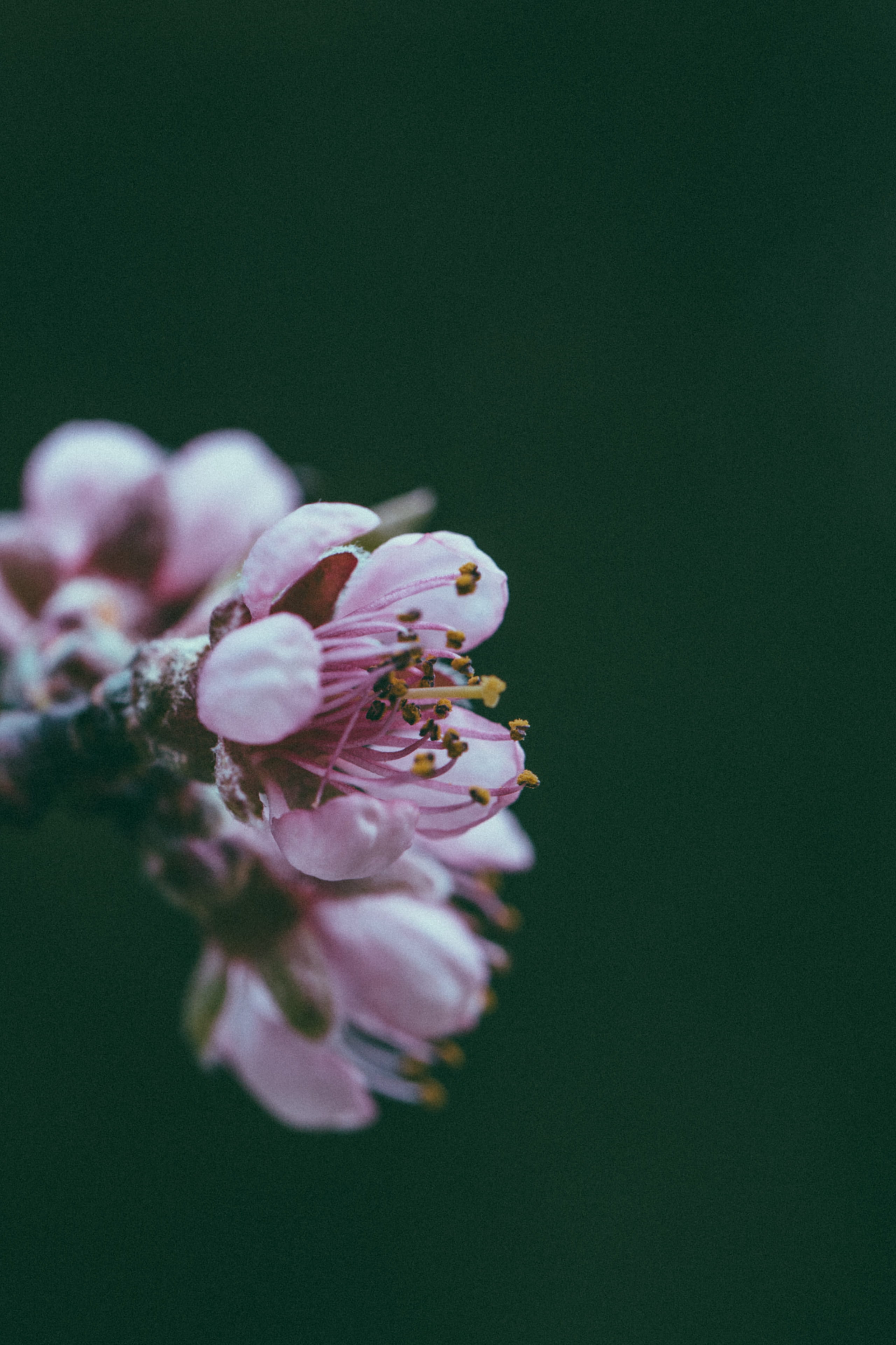 tree, flowering plant, copy space, spring, pollen, botany, petal, springtime, vulnerability, fragility, purple, nature, peach blossom, growth, beauty in nature, Phone HD Wallpaper
